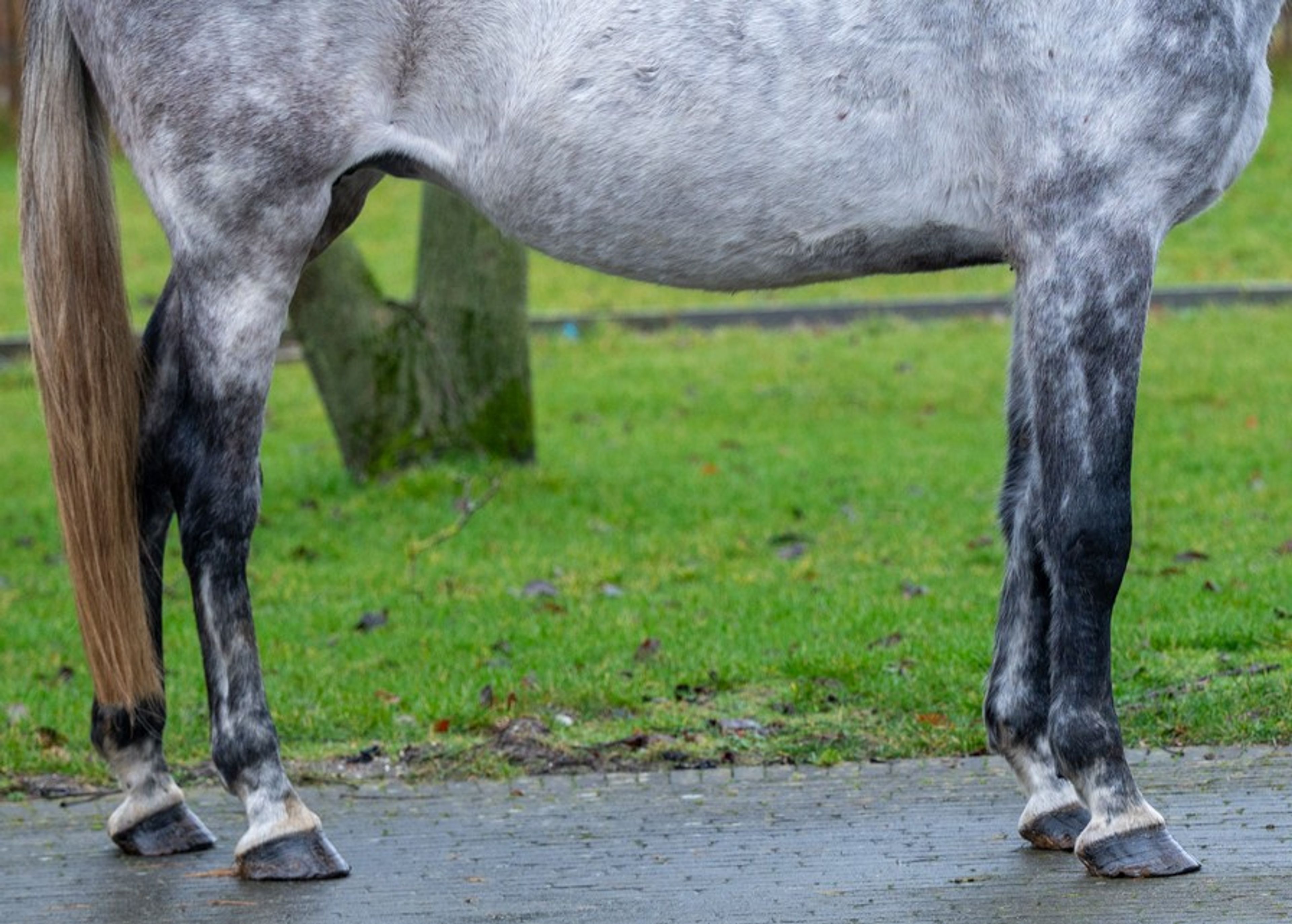 Diaqui of the Lowlands Z ☆☆ (DIAMANT DE SEMILLY x QUIDAM DE REVEL) - Image 11