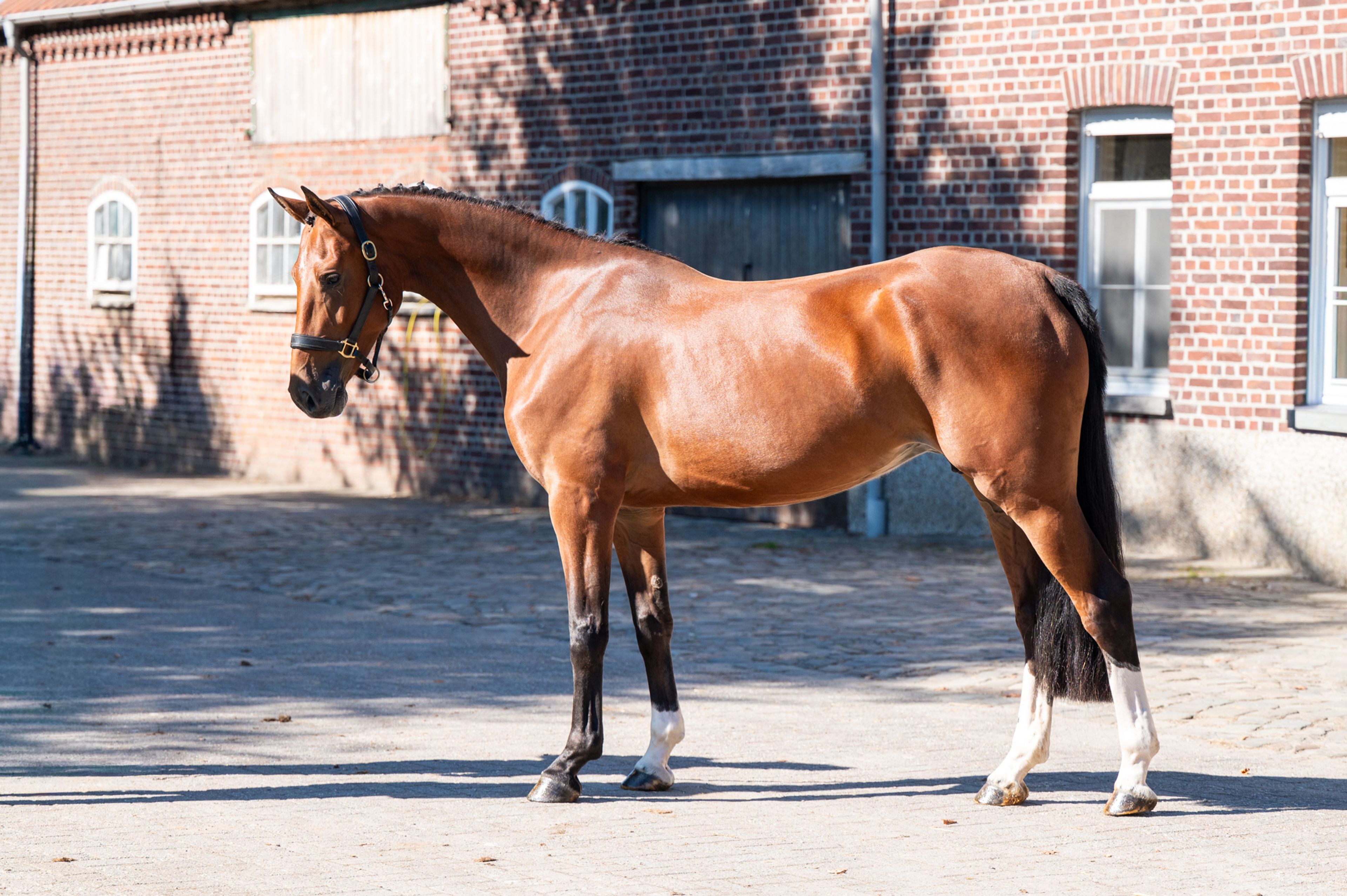 Soraja R.S. (QATAR VAN SALEGHEM x VANGELIS-S) - Image 3