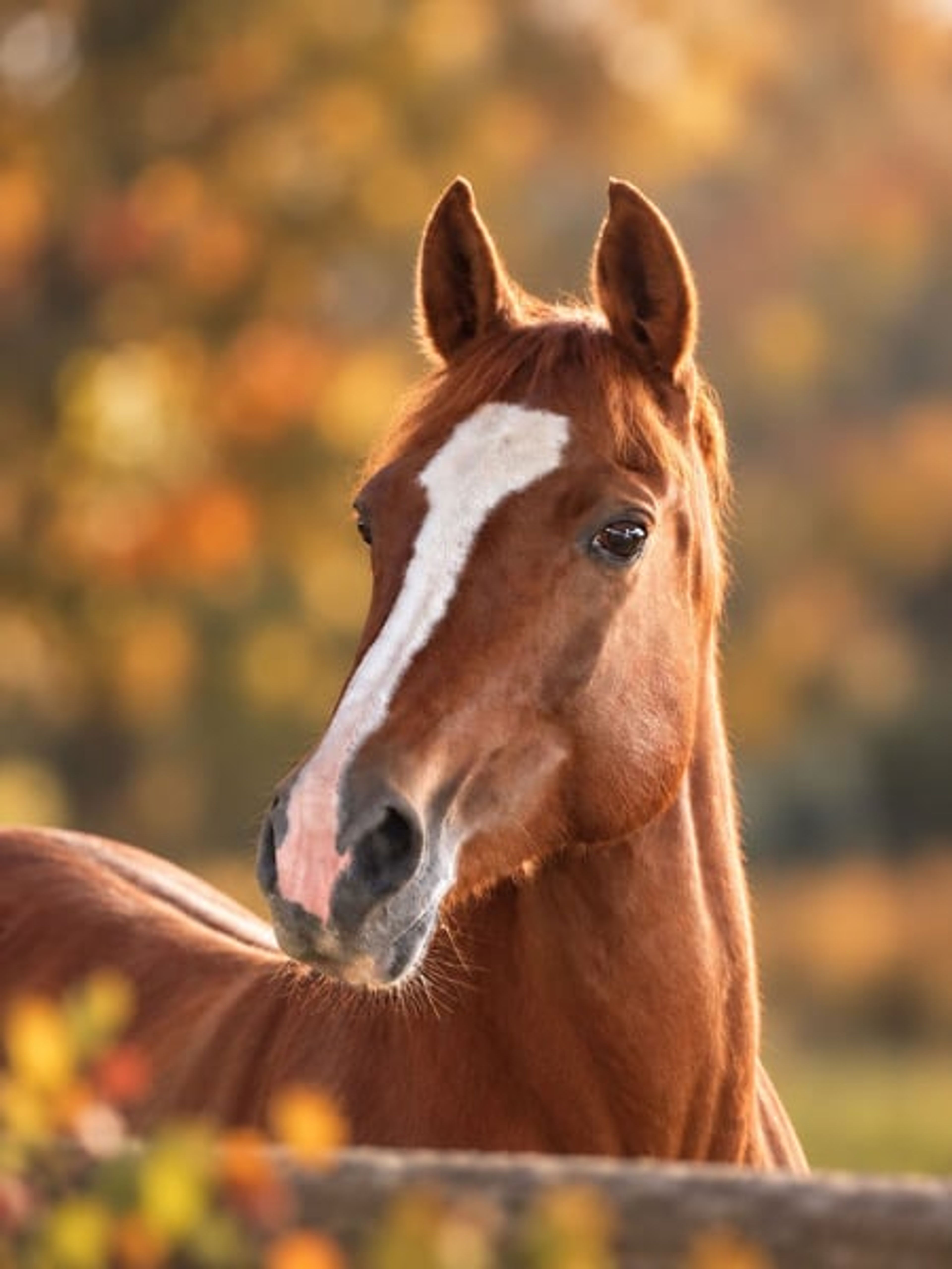Stunning dark chestnut mare looking for her person.