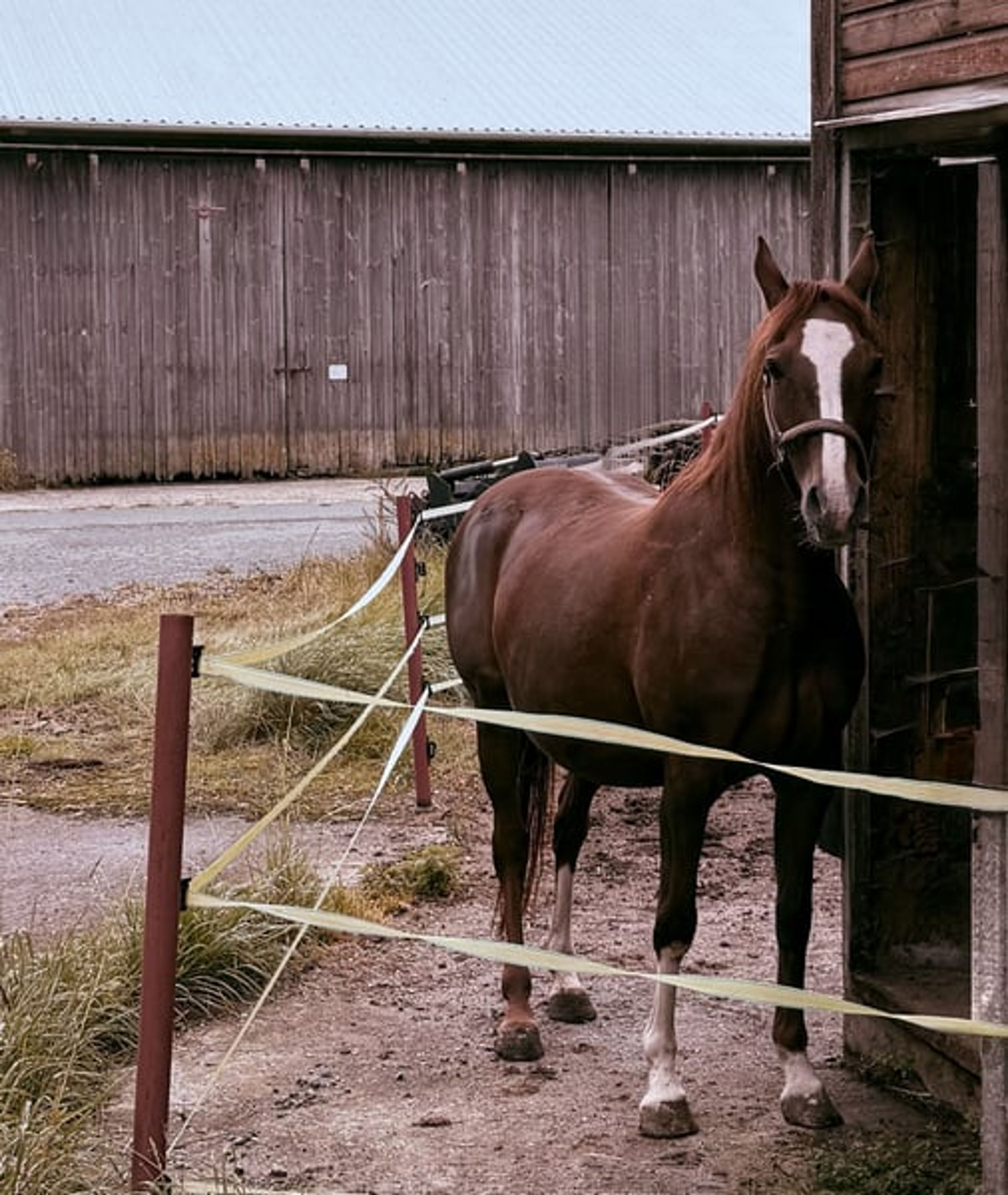 Stunning dark chestnut mare looking for her person. - Image 2