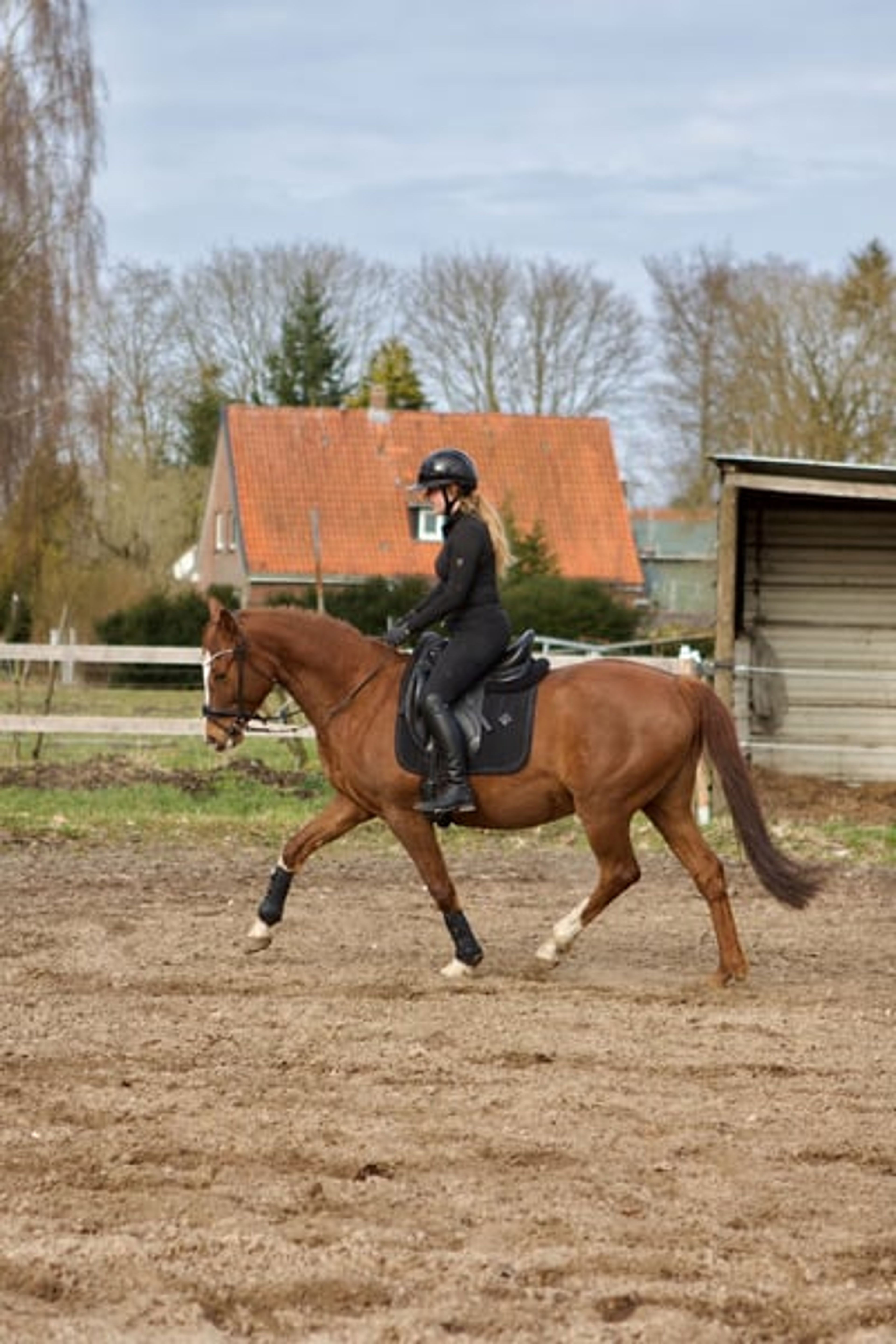 Stunning dark chestnut mare looking for her person. - Image 3