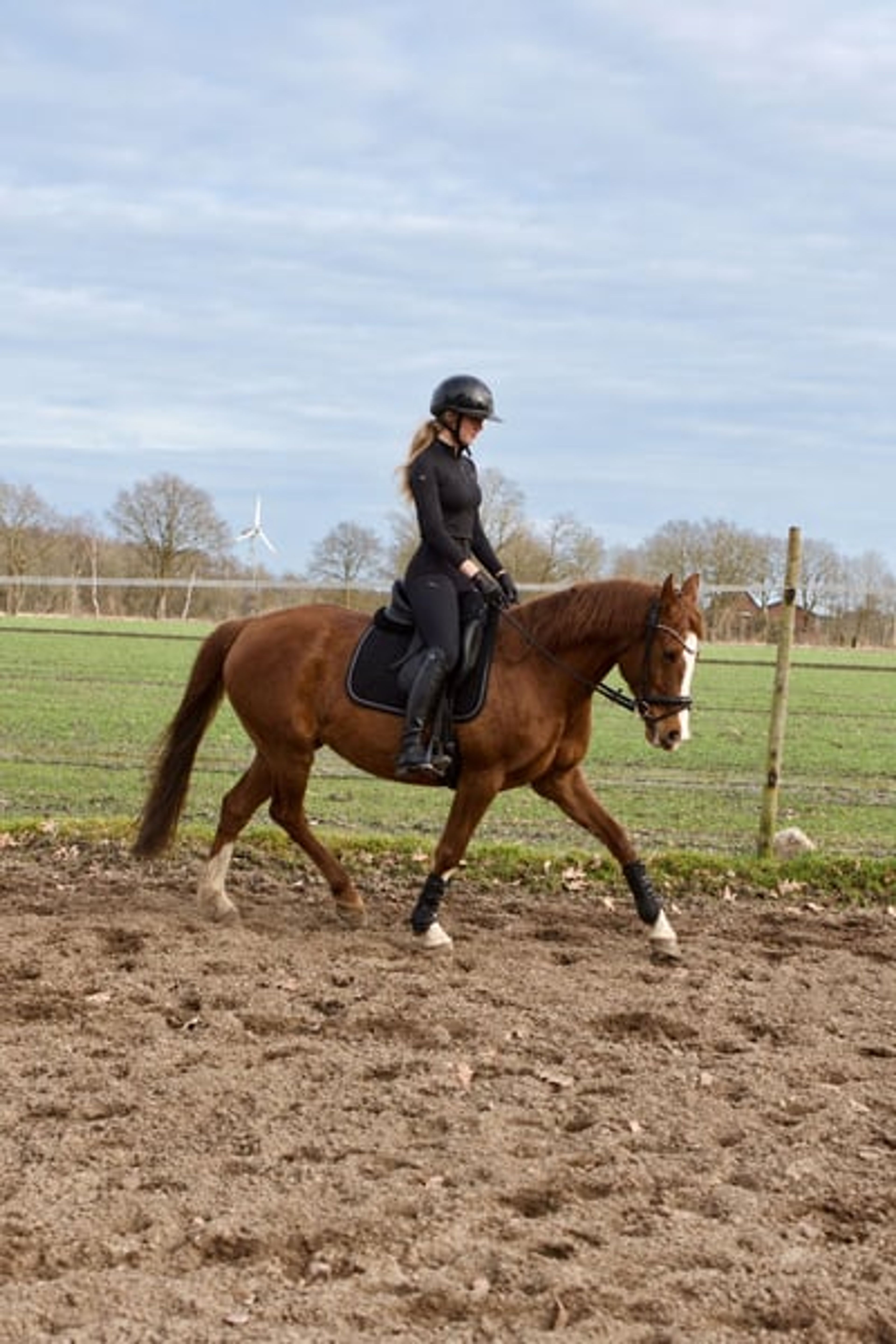 Stunning dark chestnut mare looking for her person. - Image 4