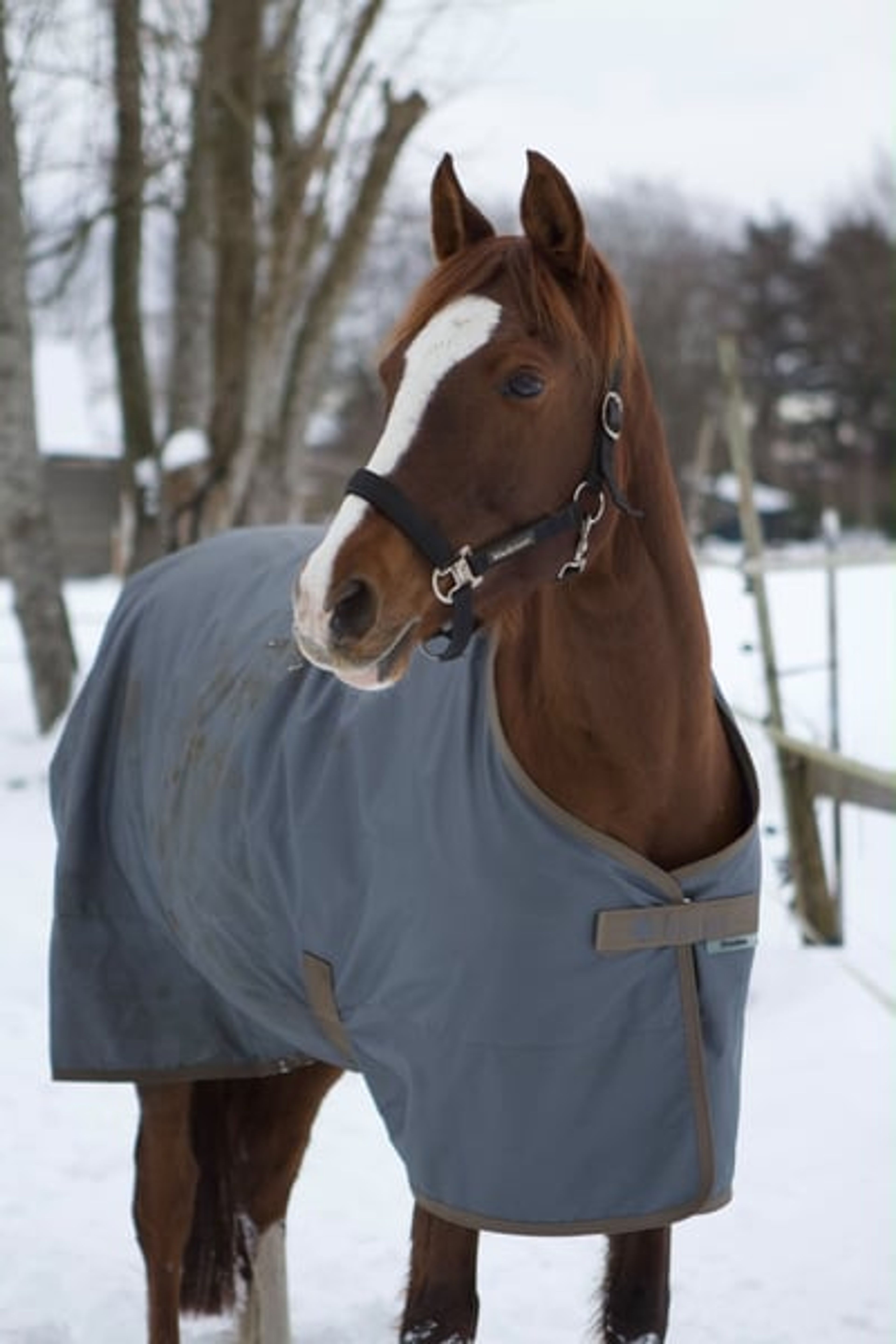 Stunning dark chestnut mare looking for her person. - Image 5