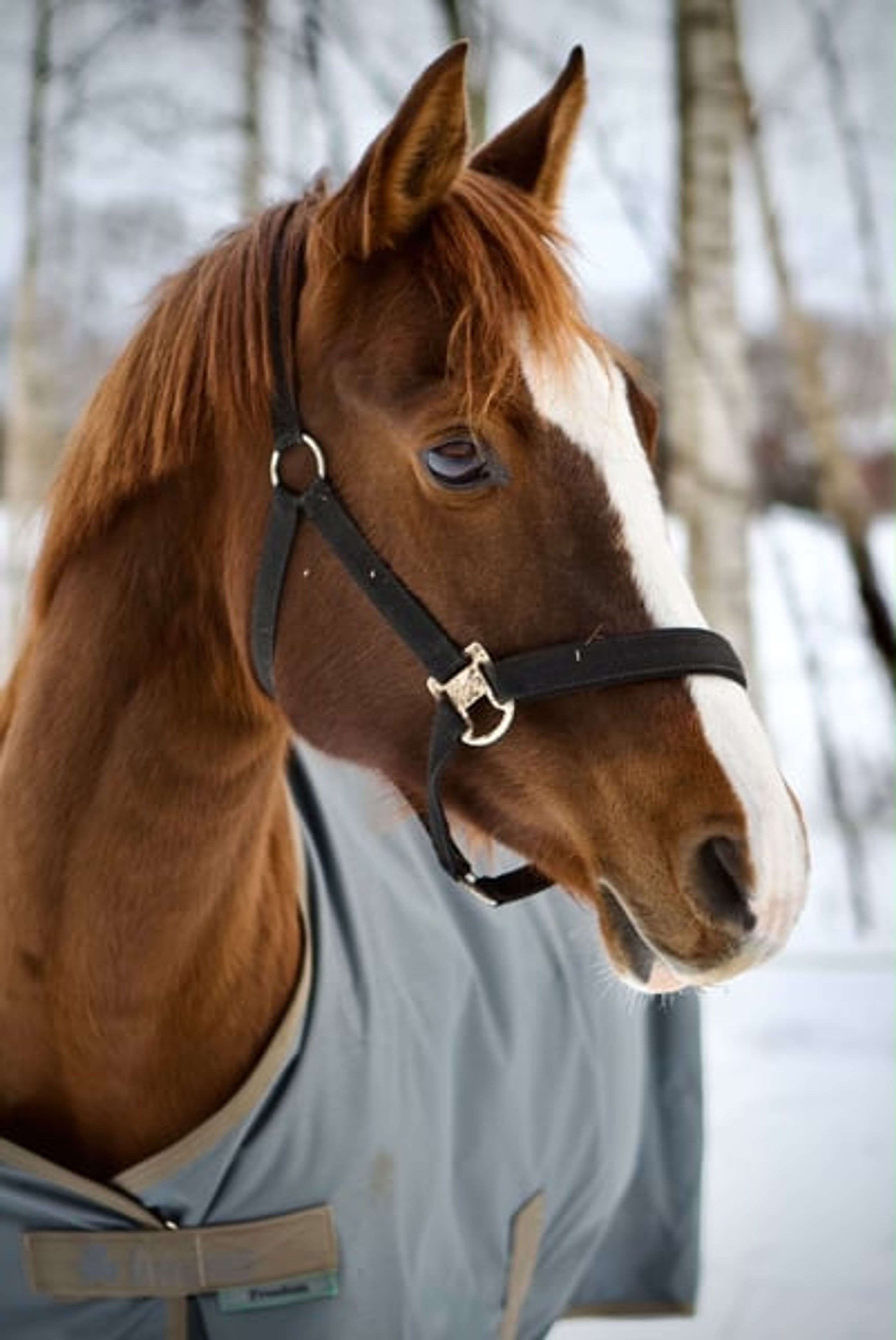 Stunning dark chestnut mare looking for her person. - Image 6