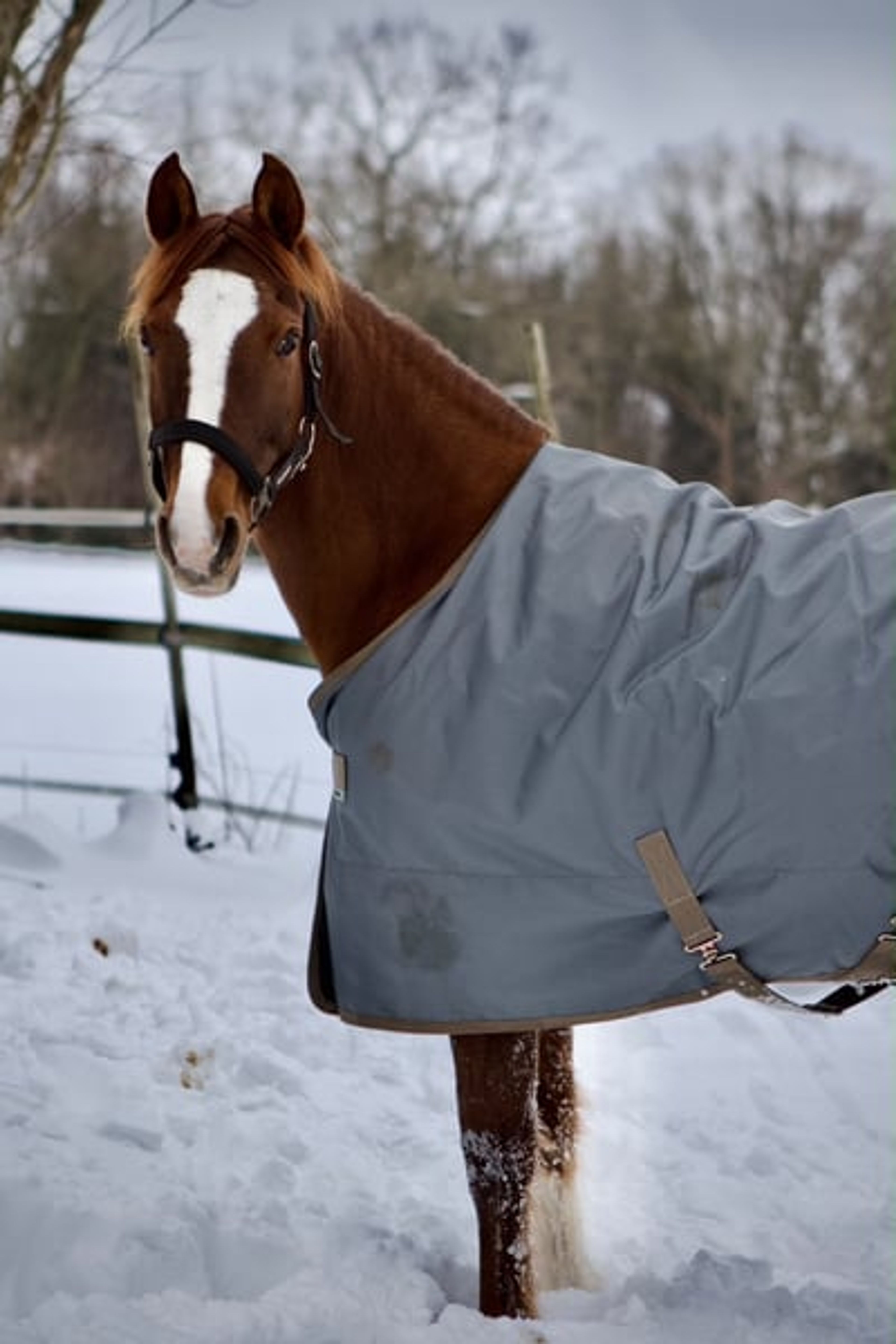 Stunning dark chestnut mare looking for her person. - Image 7