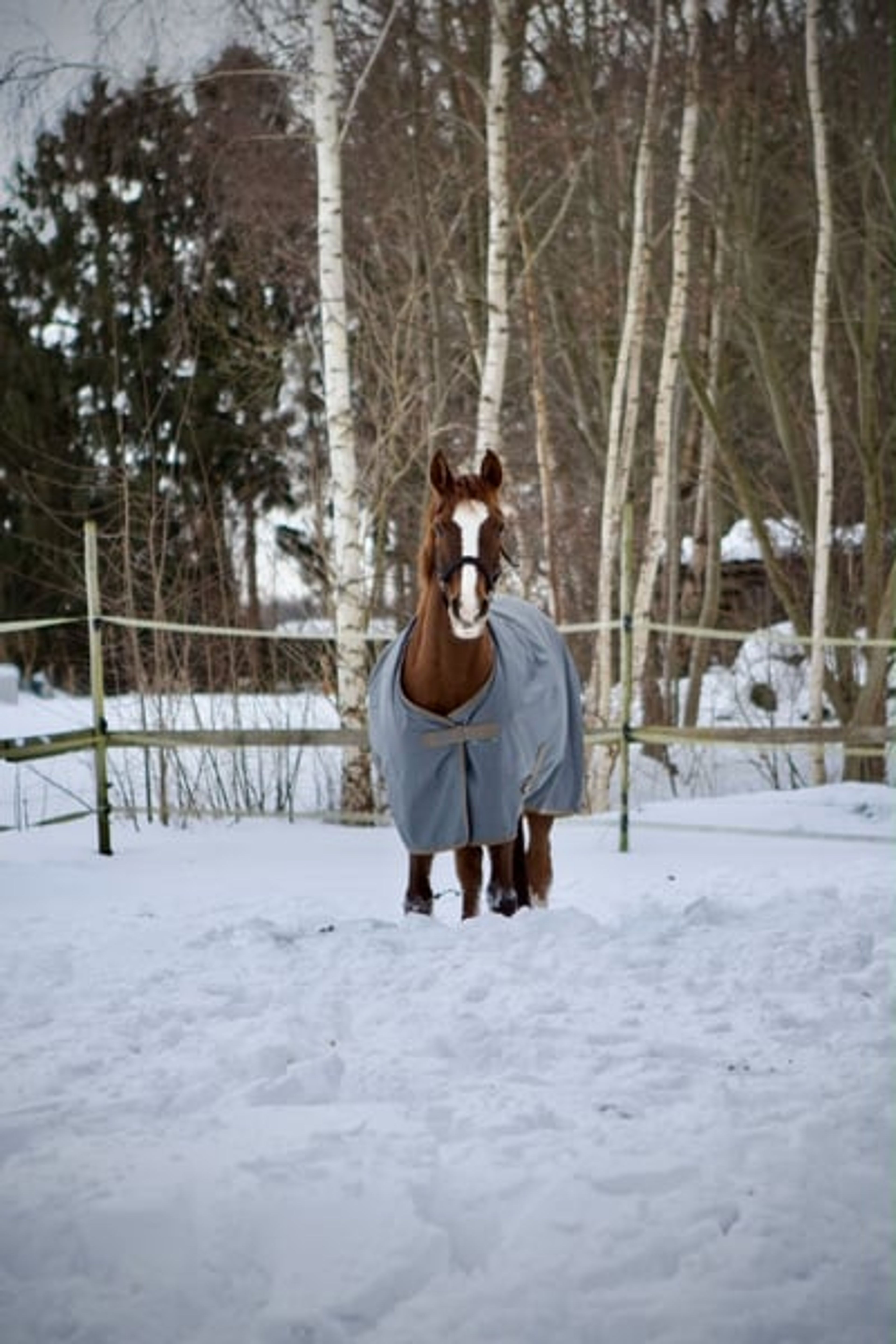 Stunning dark chestnut mare looking for her person. - Image 8