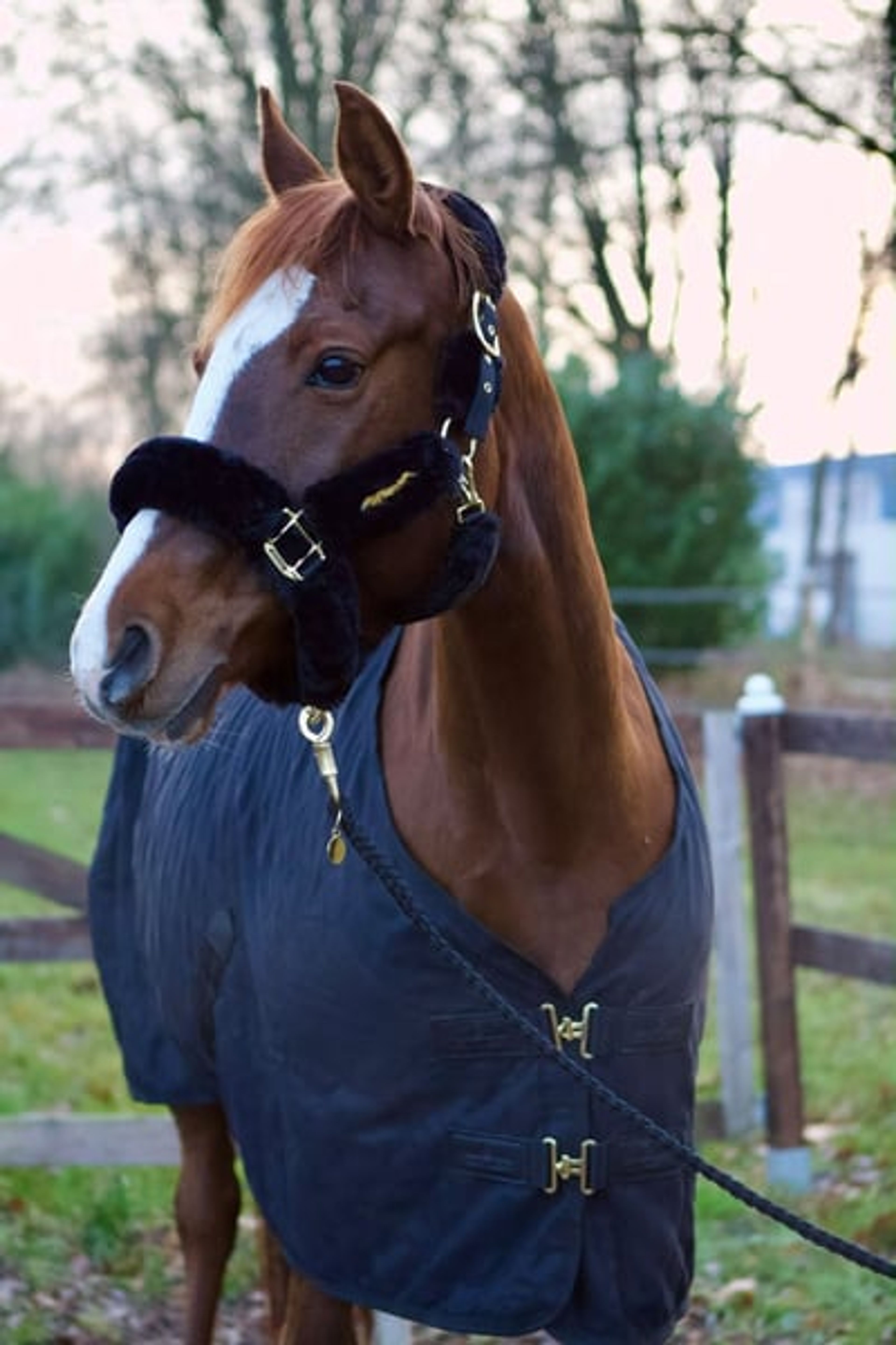 Stunning dark chestnut mare looking for her person. - Image 9