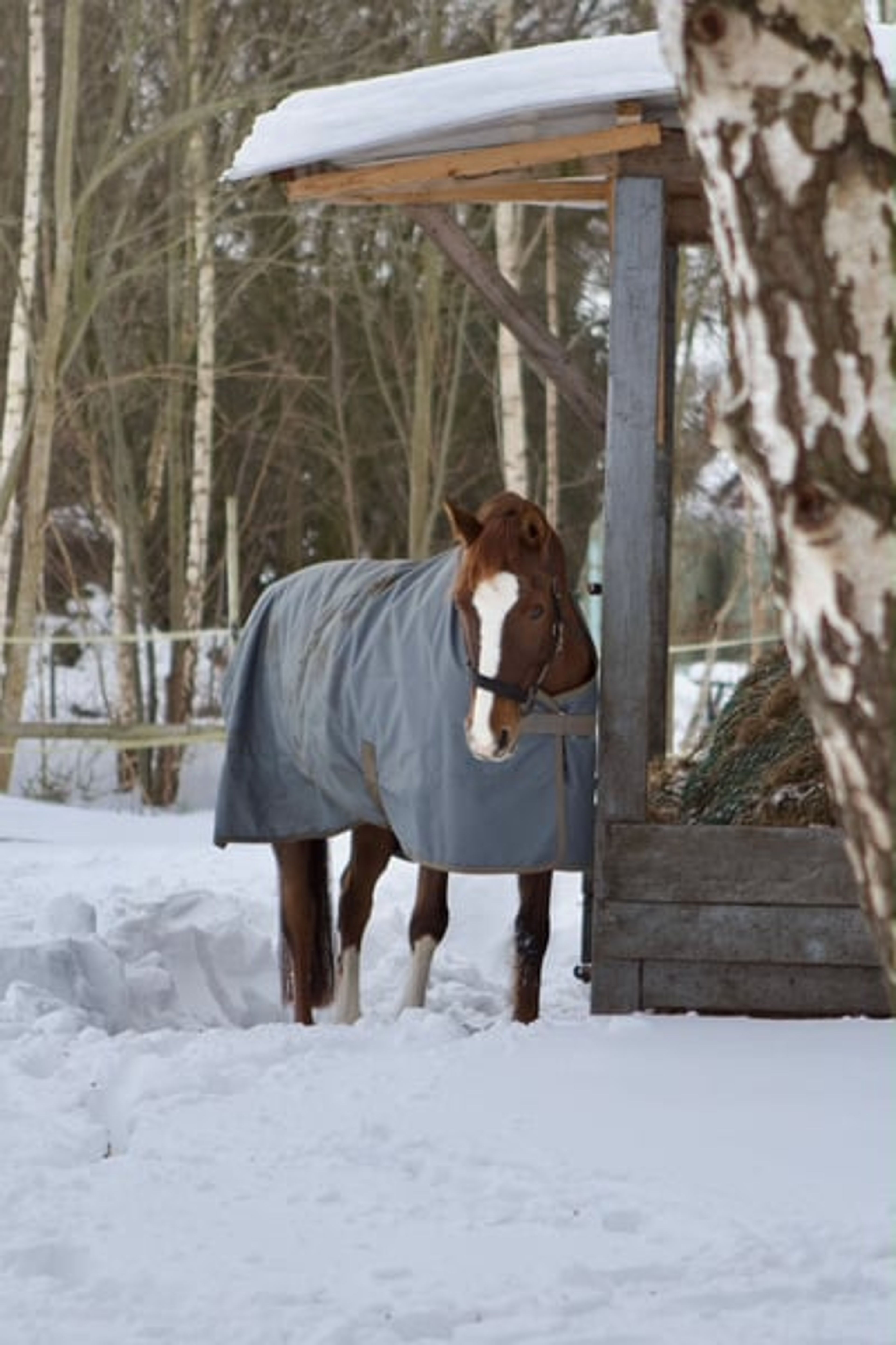 Stunning dark chestnut mare looking for her person. - Image 10