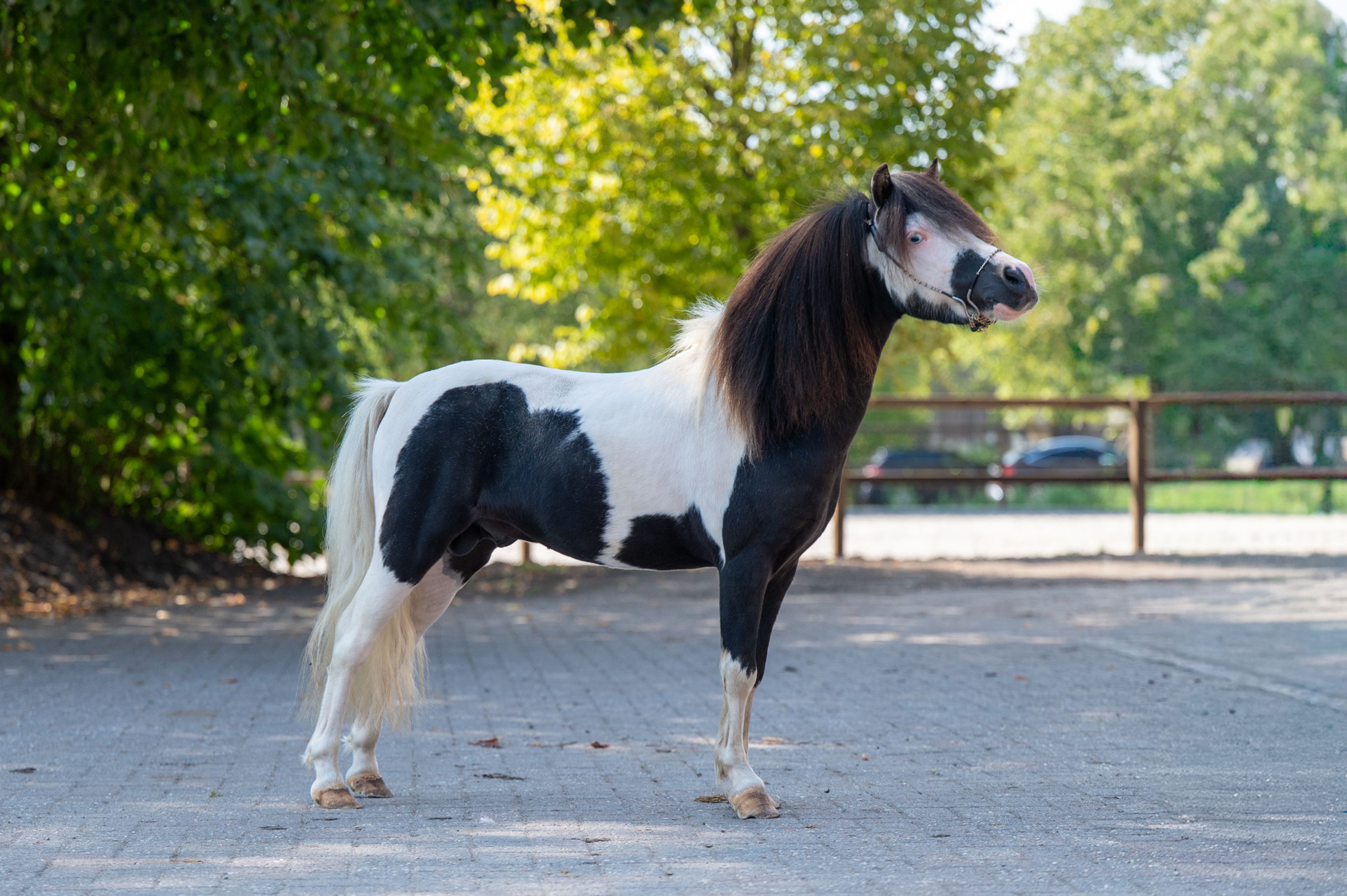 Moonlight Blue vd KPL Mini Horse Ranch (HYPER OF THE FAIRY TALE RANCH x PRESCO) - Image 1