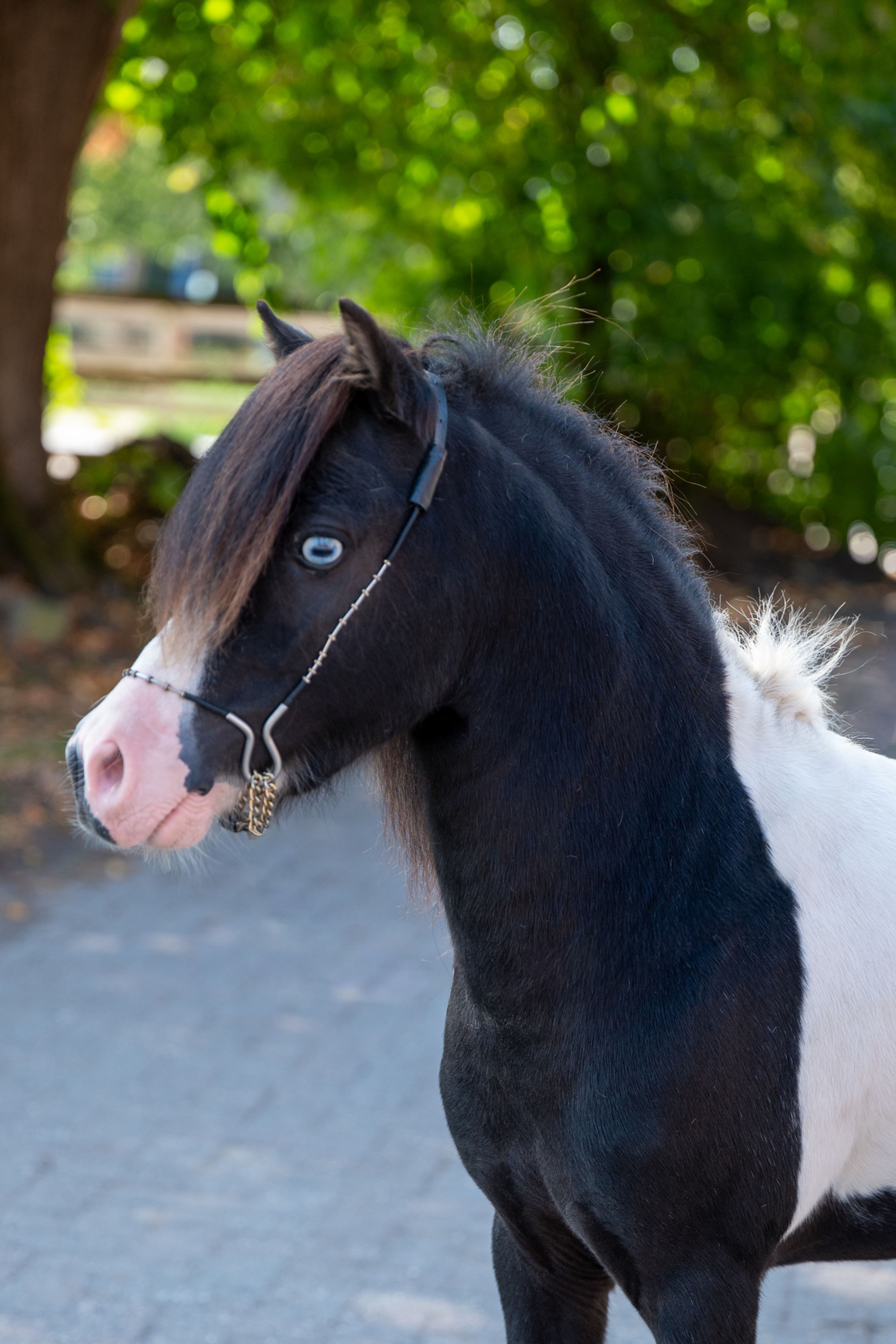 Moonlight Blue vd KPL Mini Horse Ranch (HYPER OF THE FAIRY TALE RANCH x PRESCO) - Image 2