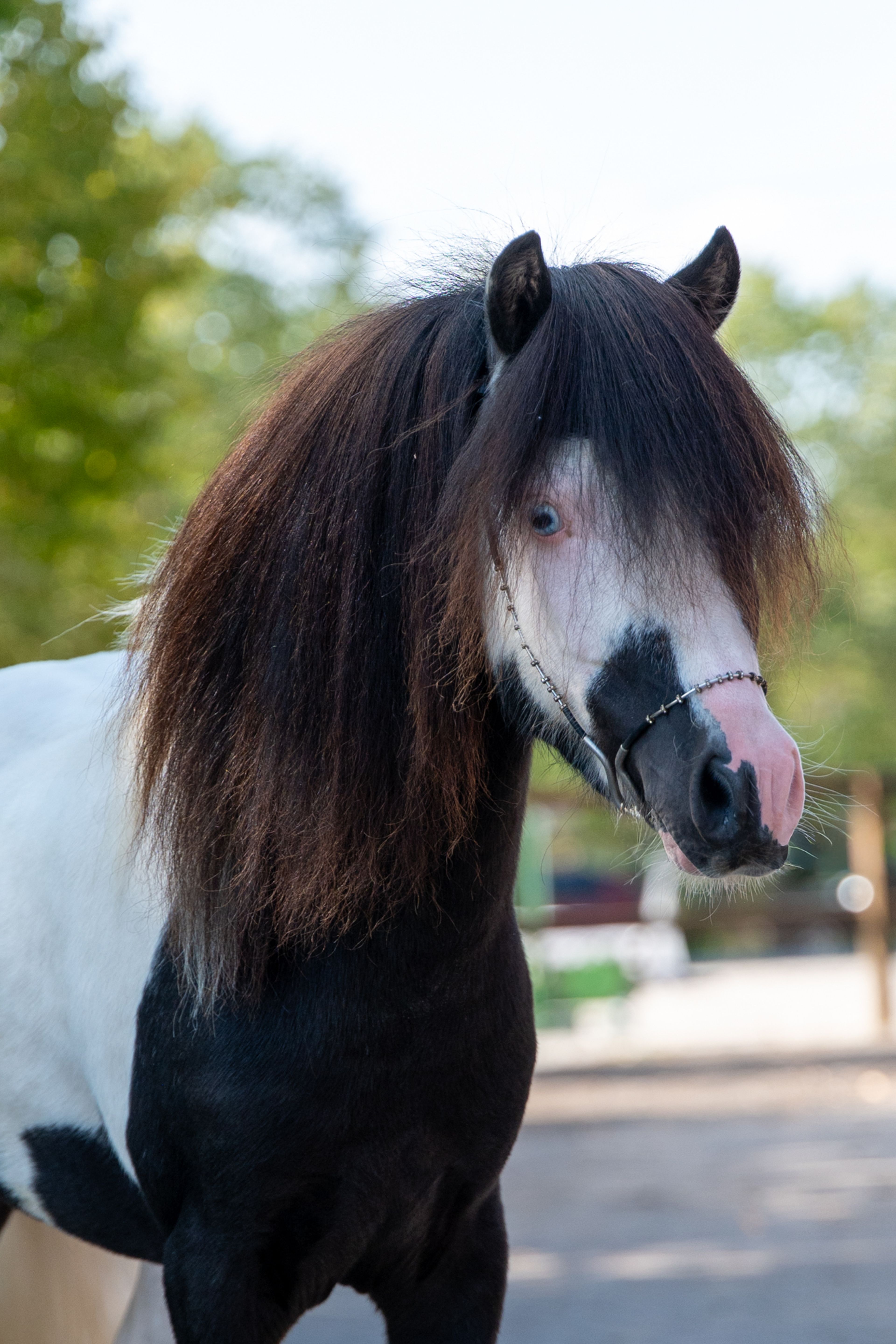 Moonlight Blue vd KPL Mini Horse Ranch (HYPER OF THE FAIRY TALE RANCH x PRESCO) - Image 3