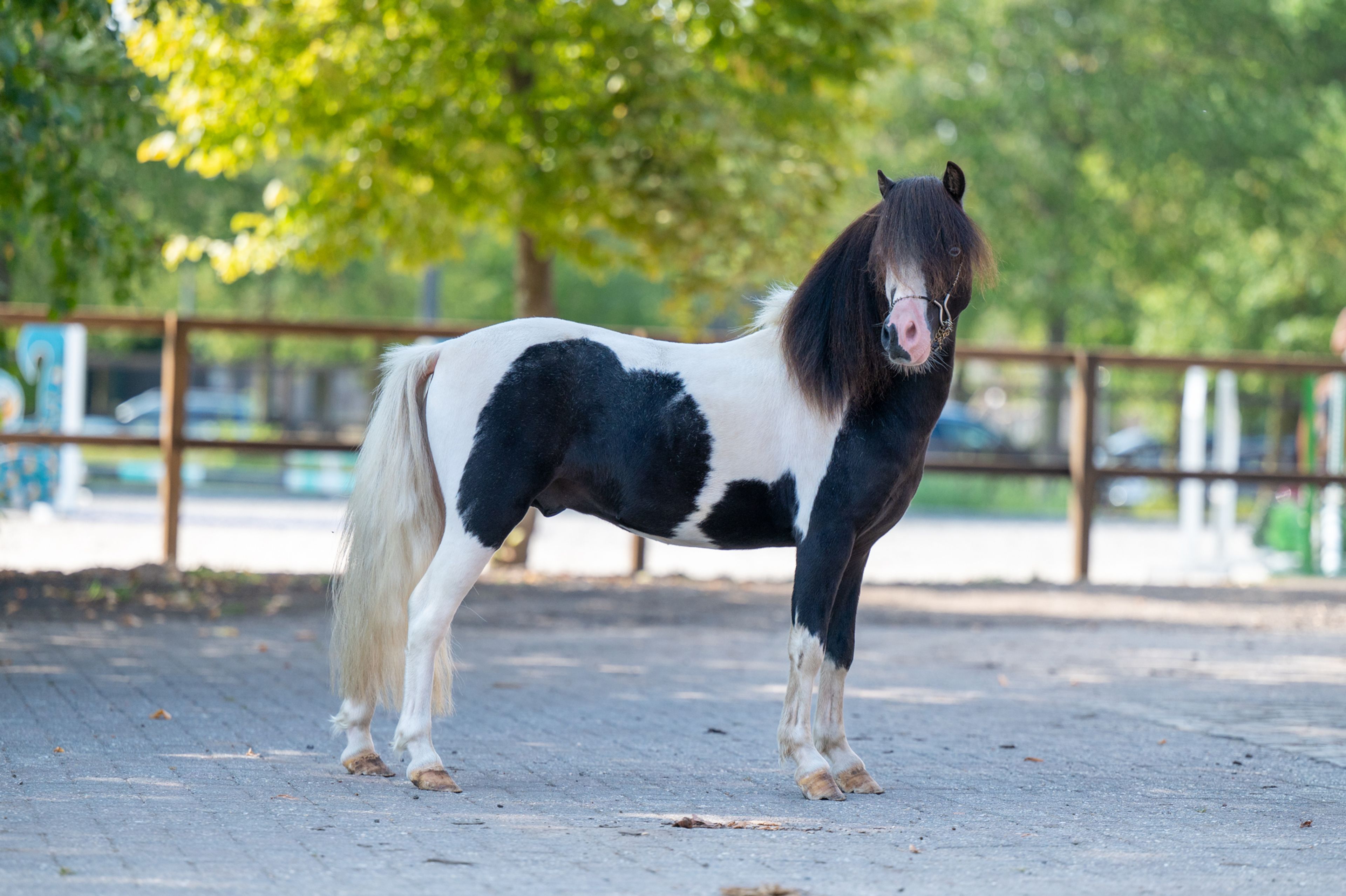 Moonlight Blue vd KPL Mini Horse Ranch (HYPER OF THE FAIRY TALE RANCH x PRESCO) - Image 4
