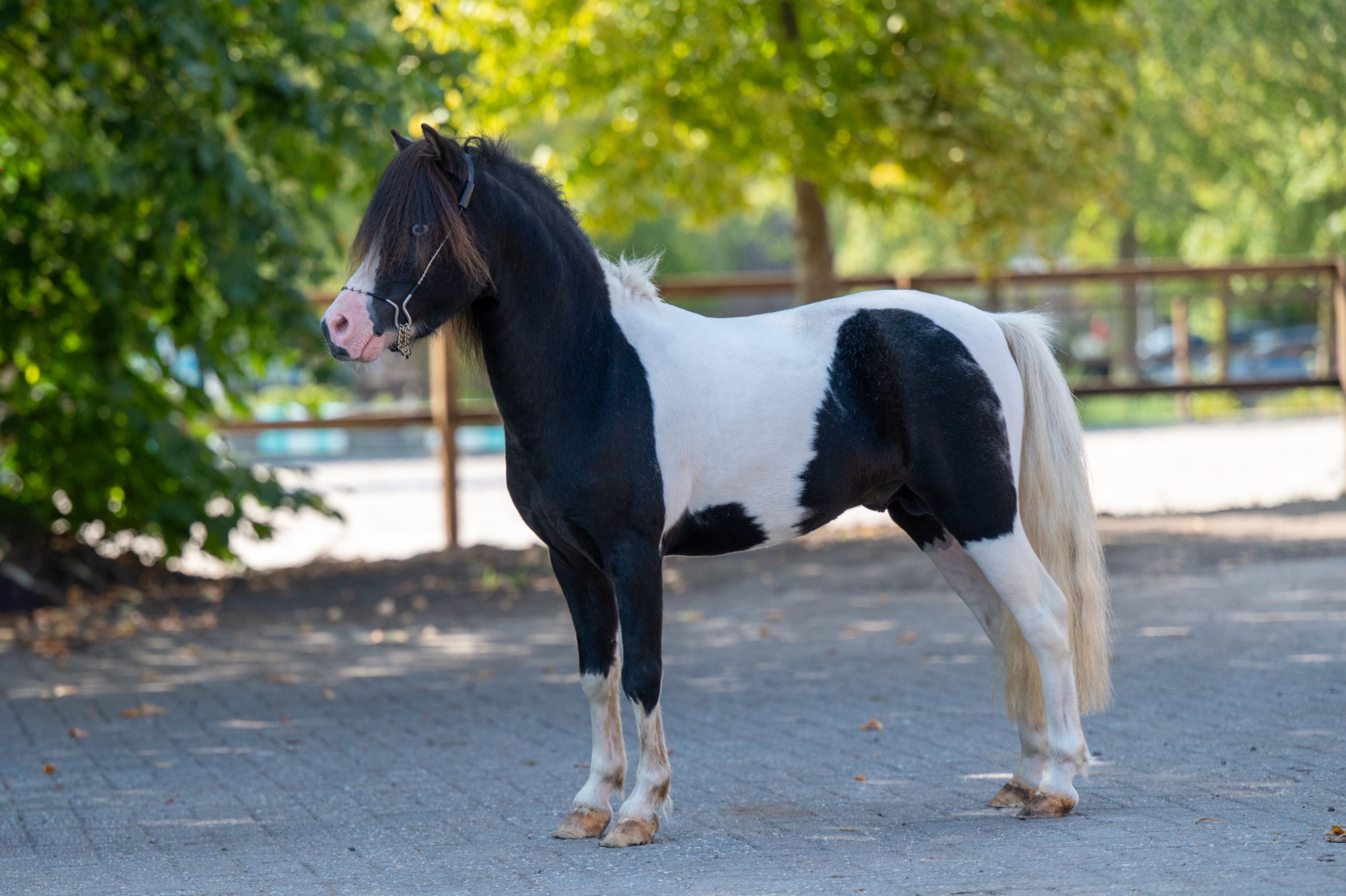 Moonlight Blue vd KPL Mini Horse Ranch (HYPER OF THE FAIRY TALE RANCH x PRESCO) - Image 5