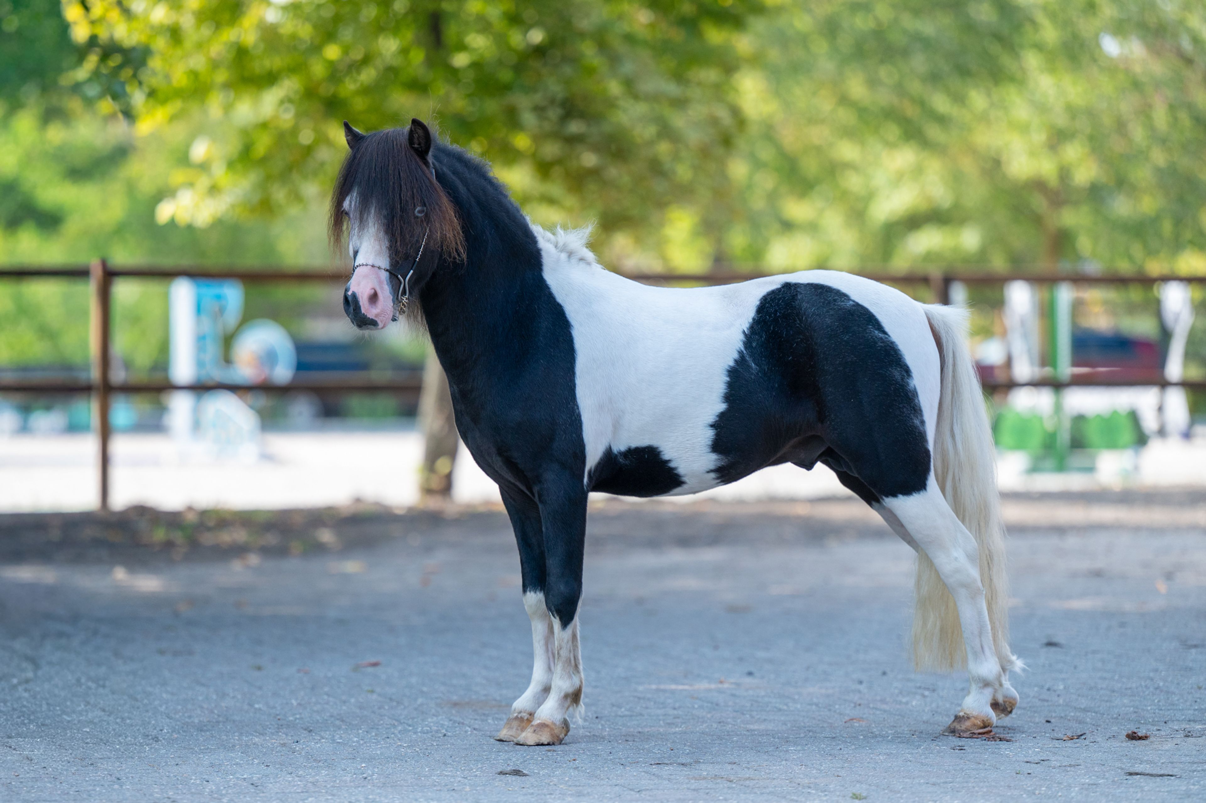 Moonlight Blue vd KPL Mini Horse Ranch (HYPER OF THE FAIRY TALE RANCH x PRESCO) - Image 6