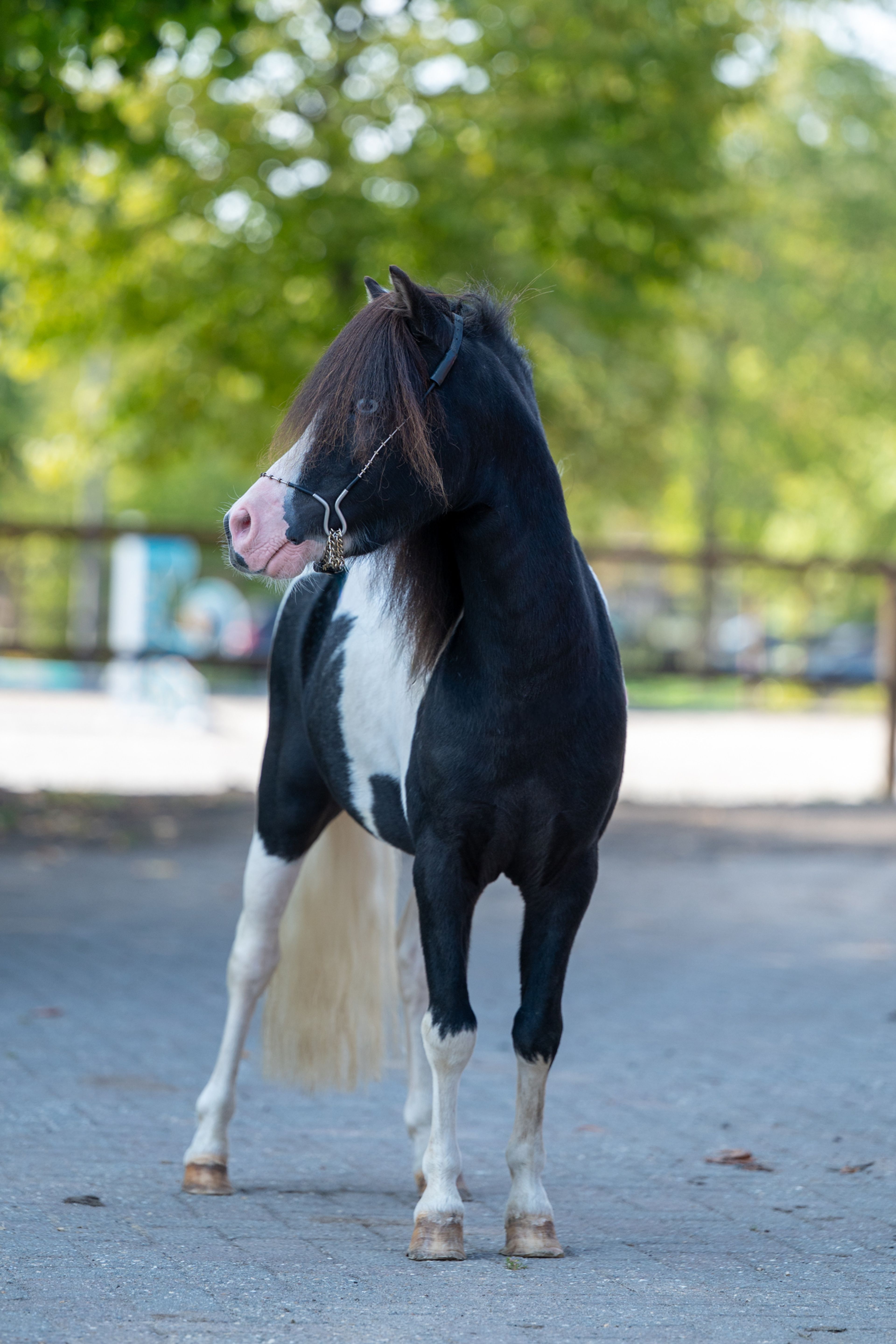 Moonlight Blue vd KPL Mini Horse Ranch (HYPER OF THE FAIRY TALE RANCH x PRESCO) - Image 7