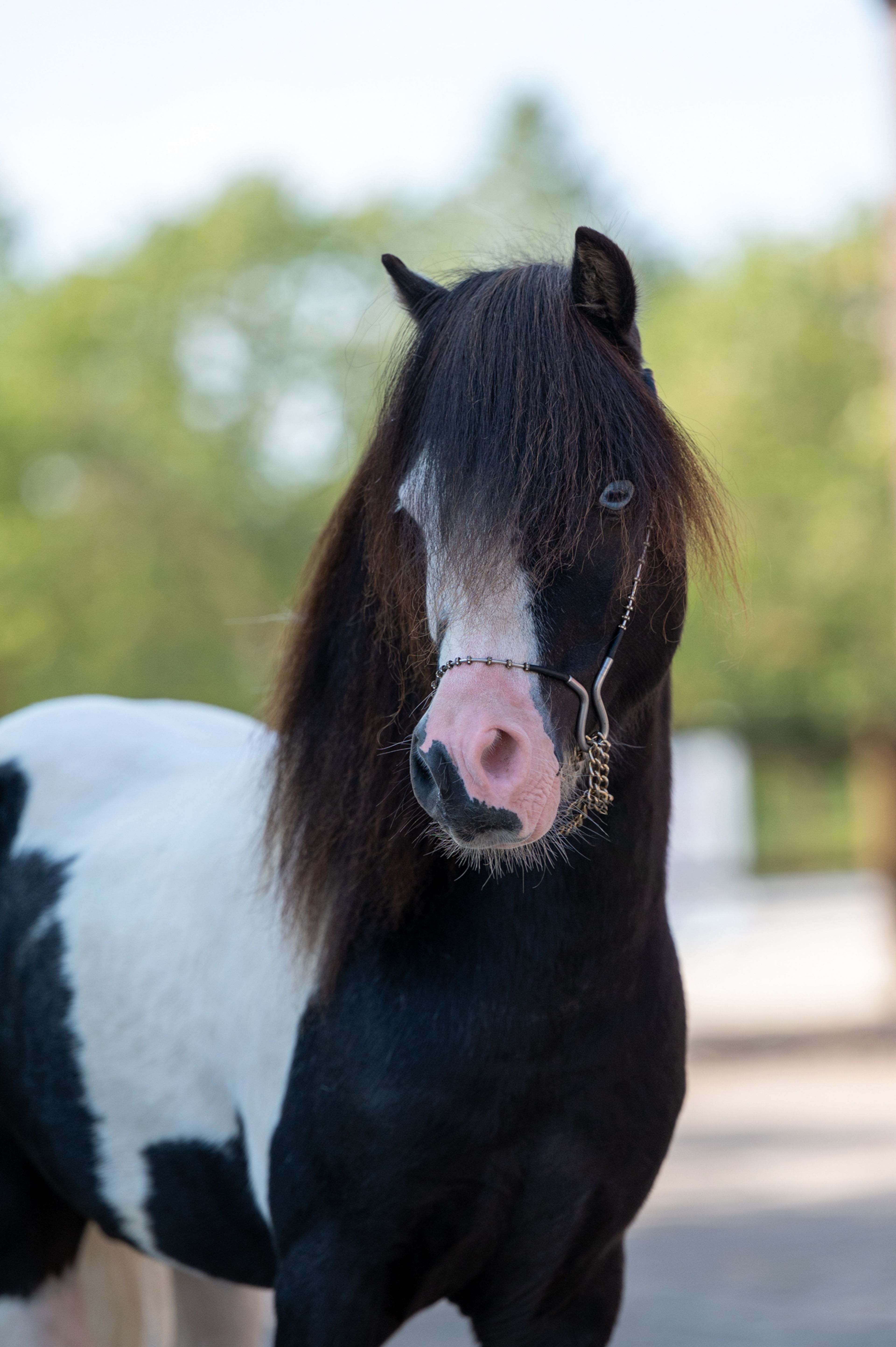 Moonlight Blue vd KPL Mini Horse Ranch (HYPER OF THE FAIRY TALE RANCH x PRESCO) - Image 8