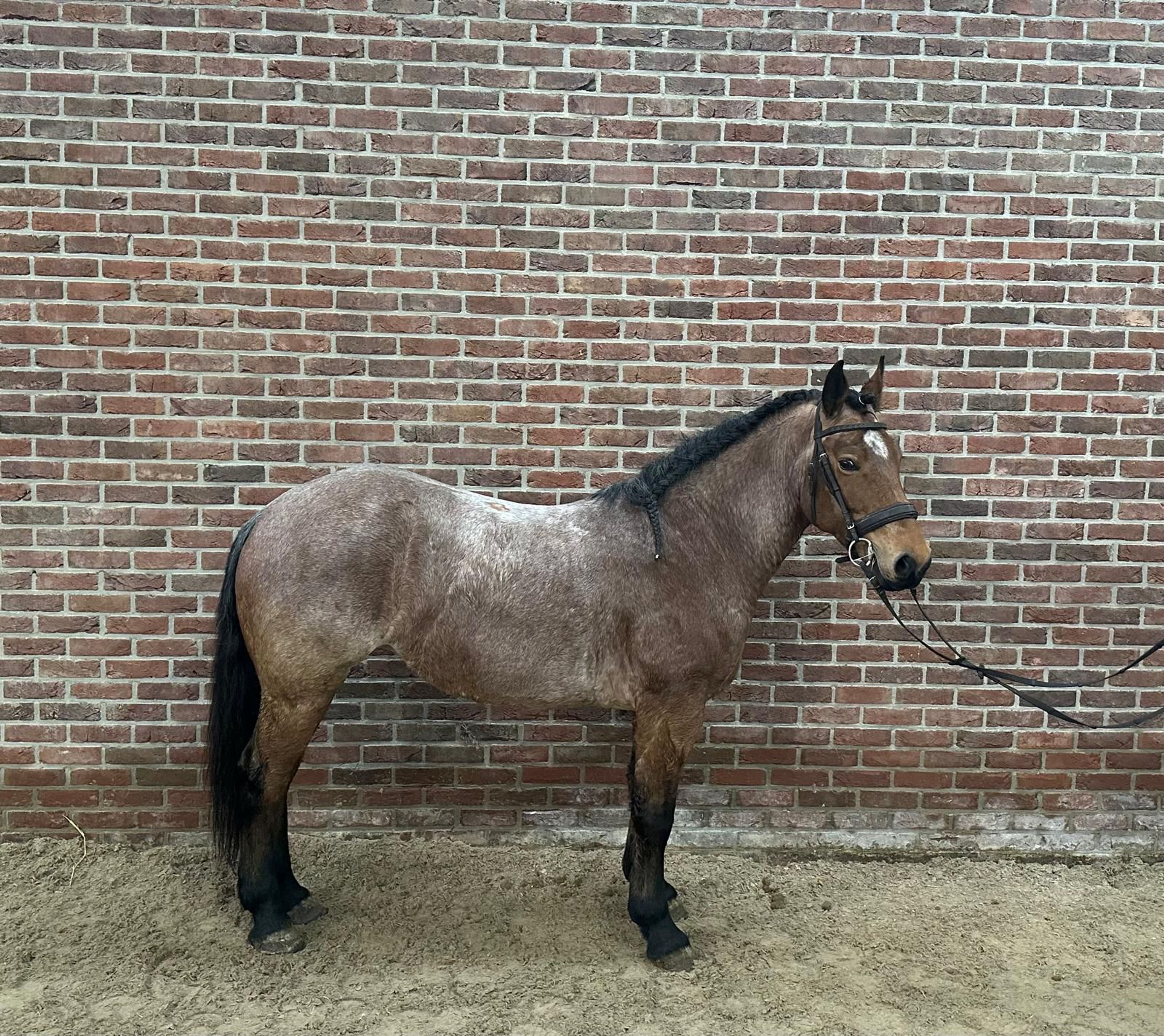 Zafi ☆ (UNKNOWN x UNKNOWN) - Image 2