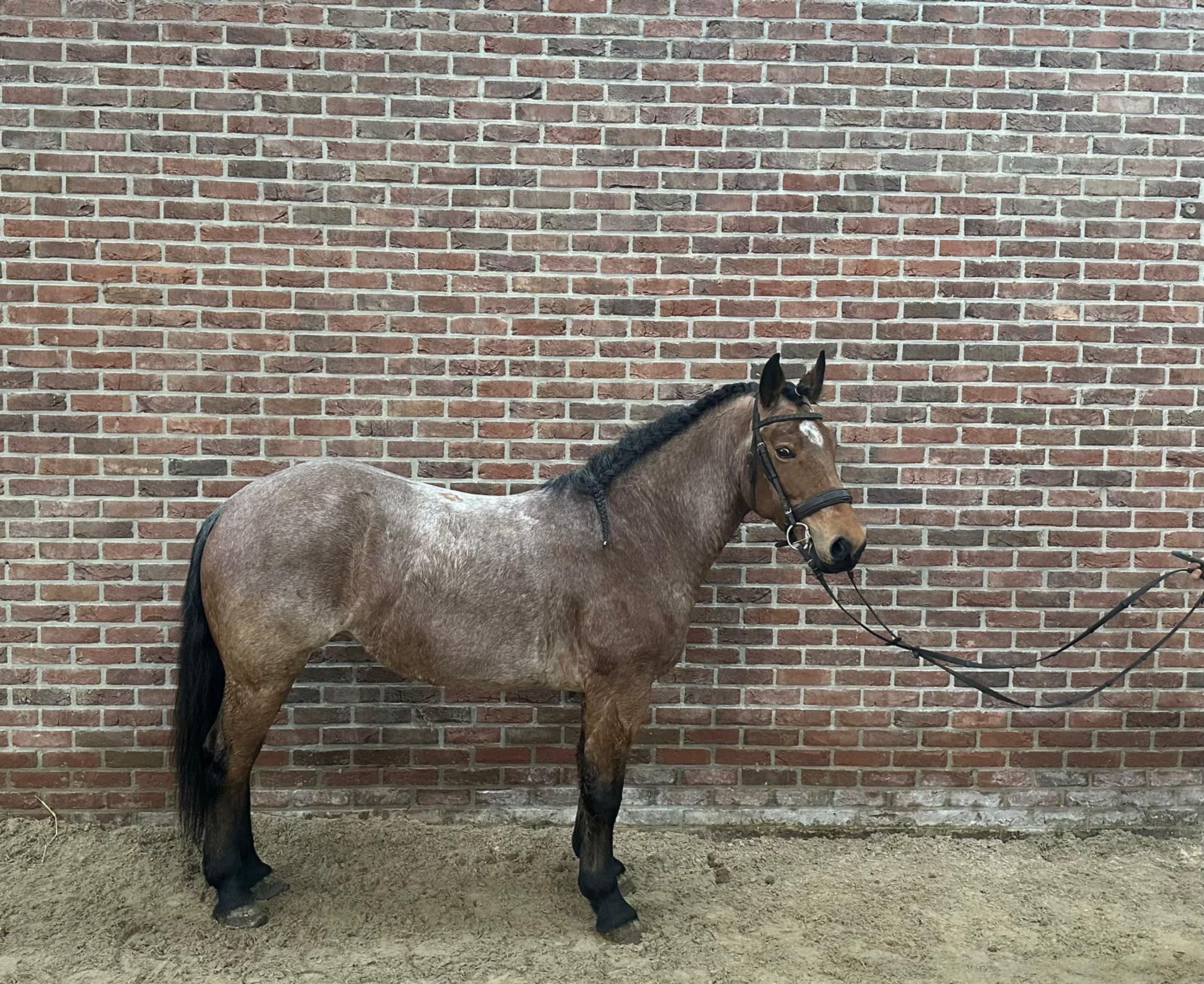 Zafi ☆ (UNKNOWN x UNKNOWN) - Image 3