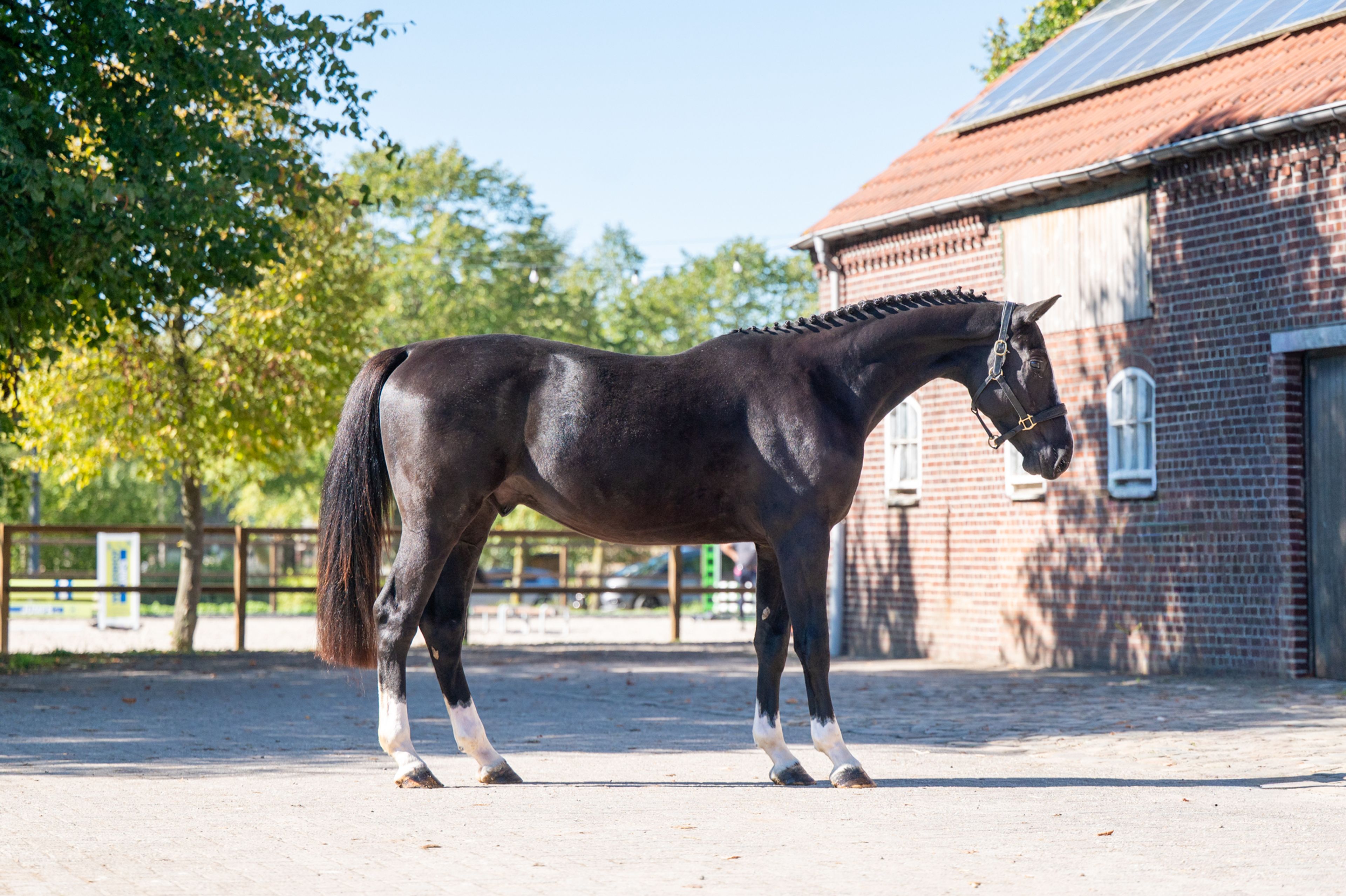 Rocco van Westzijde Z (ROCKYBO VH SCHAECK x GERLINUS) - Image 1