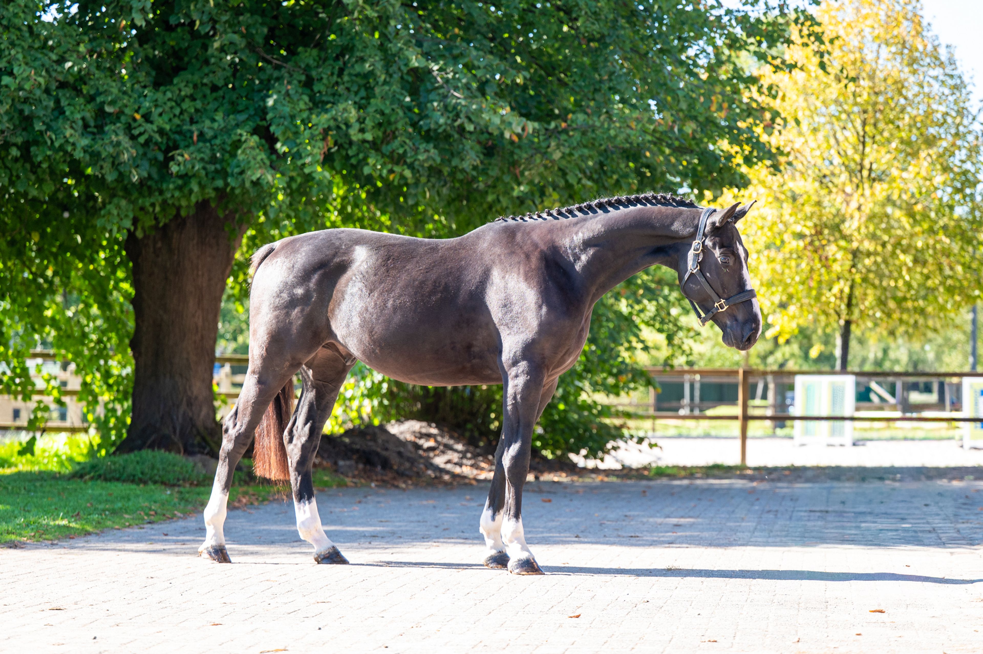 Rocco van Westzijde Z (ROCKYBO VH SCHAECK x GERLINUS) - Image 2