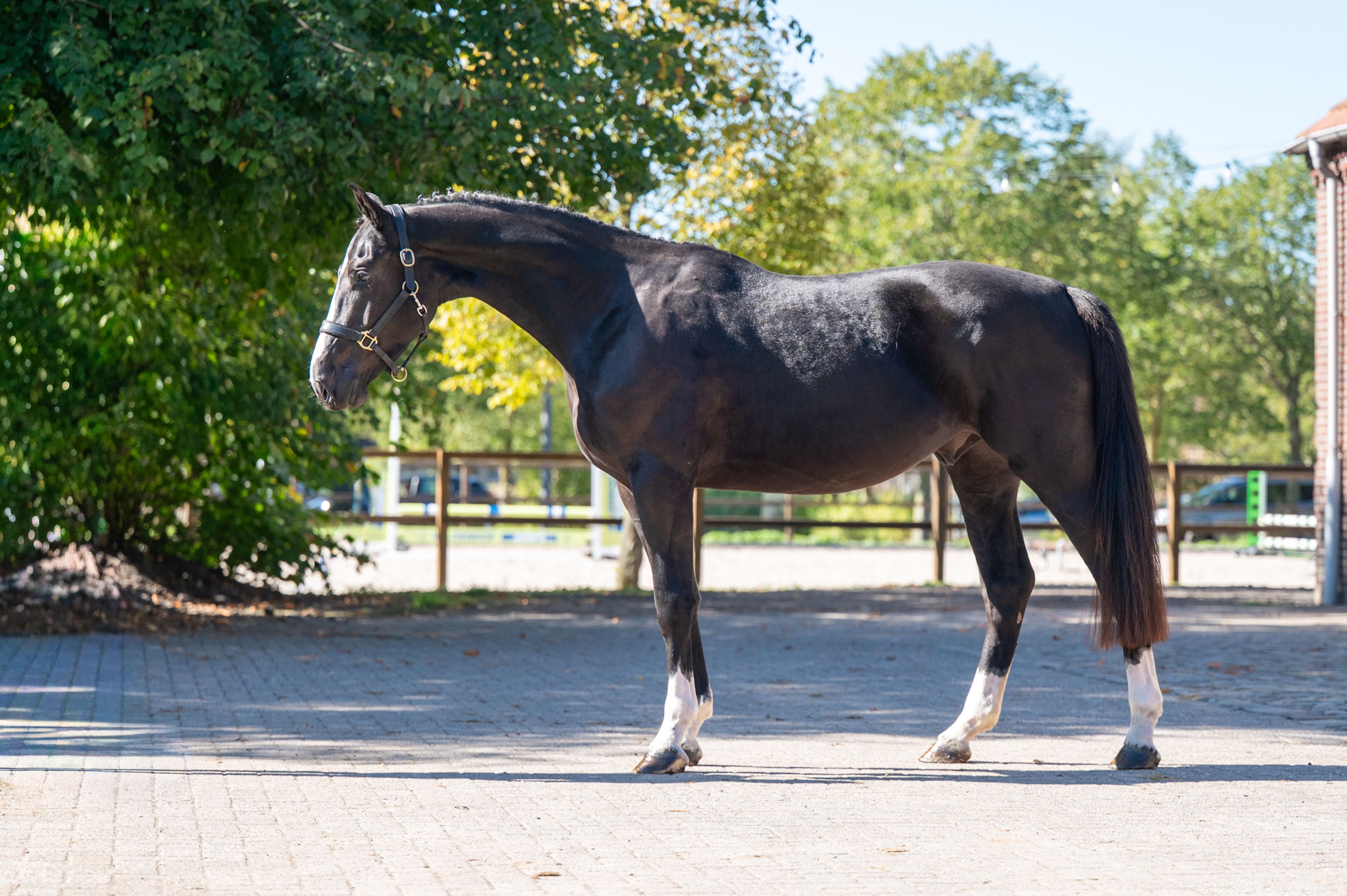 Rocco van Westzijde Z (ROCKYBO VH SCHAECK x GERLINUS) - Image 3