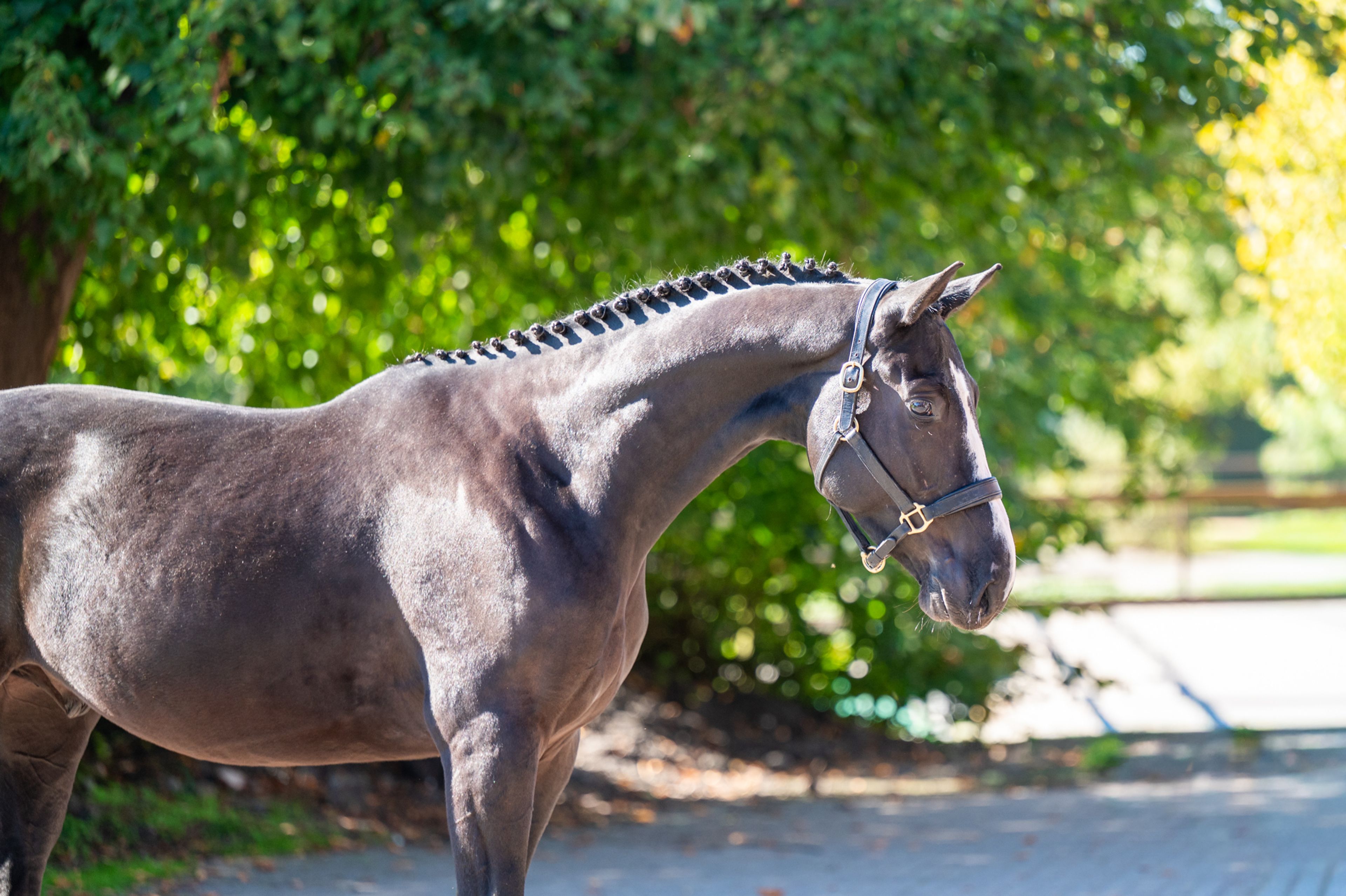 Rocco van Westzijde Z (ROCKYBO VH SCHAECK x GERLINUS) - Image 4