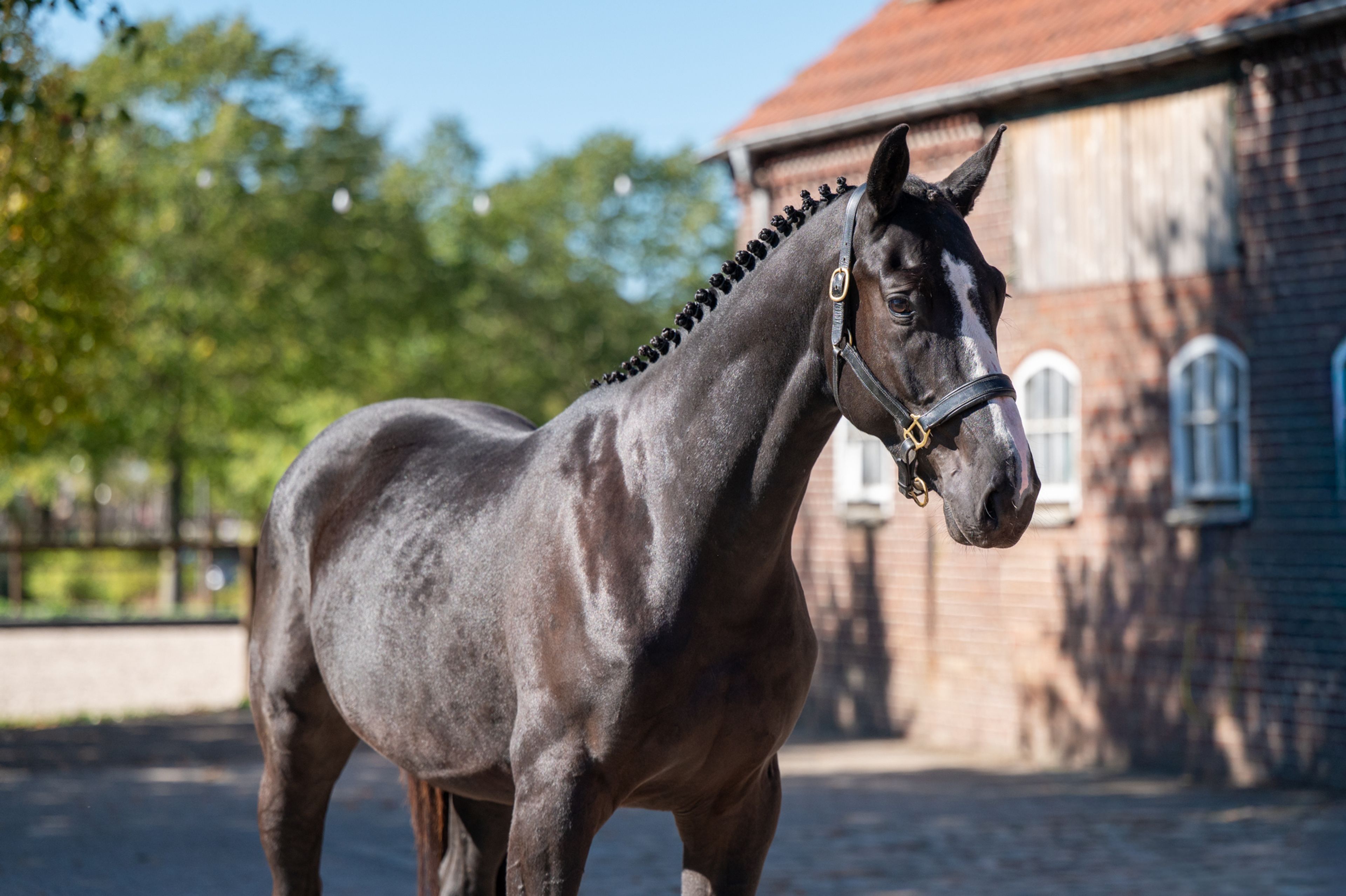 Rocco van Westzijde Z (ROCKYBO VH SCHAECK x GERLINUS) - Image 5