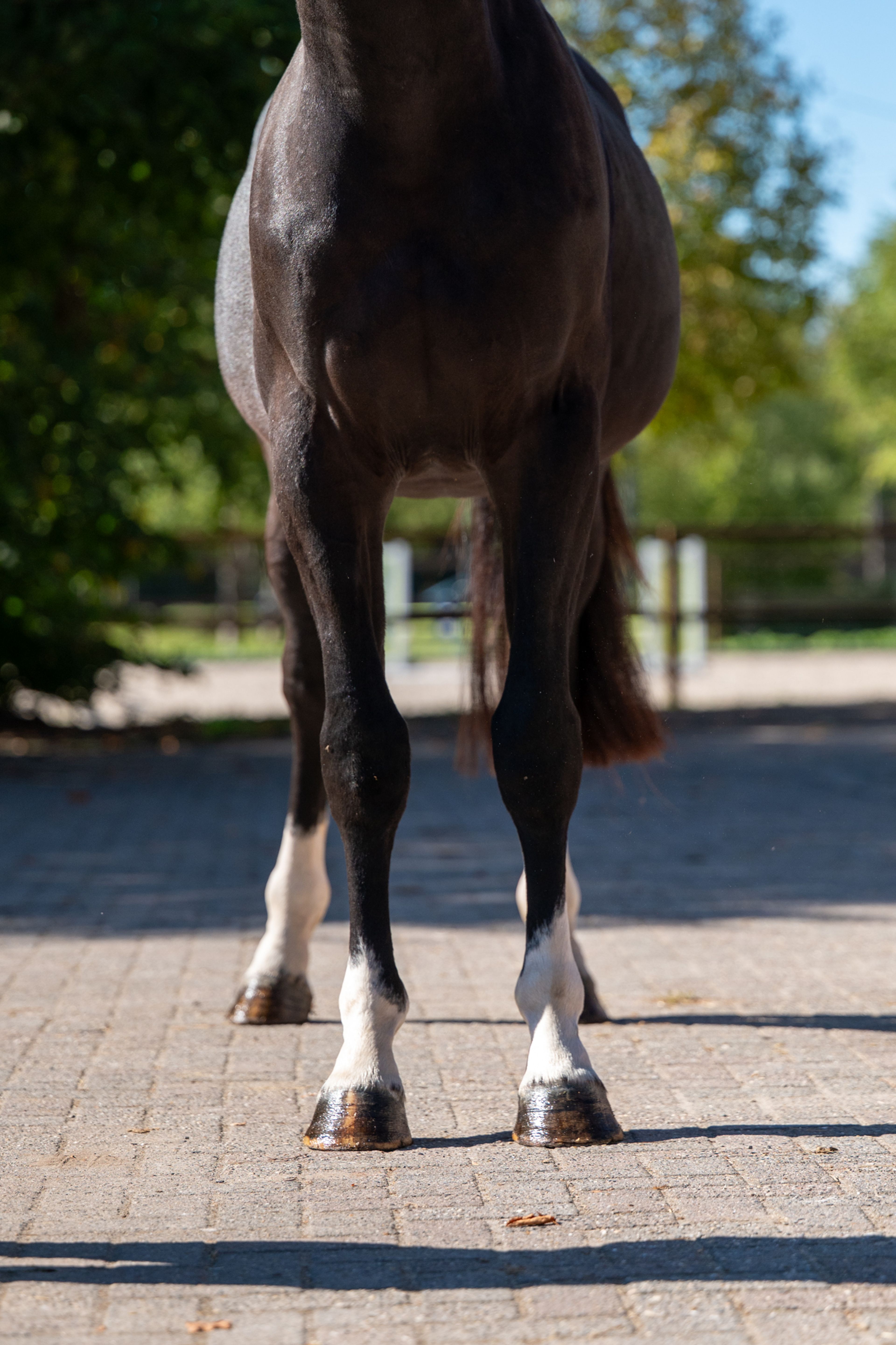 Rocco van Westzijde Z (ROCKYBO VH SCHAECK x GERLINUS) - Image 6
