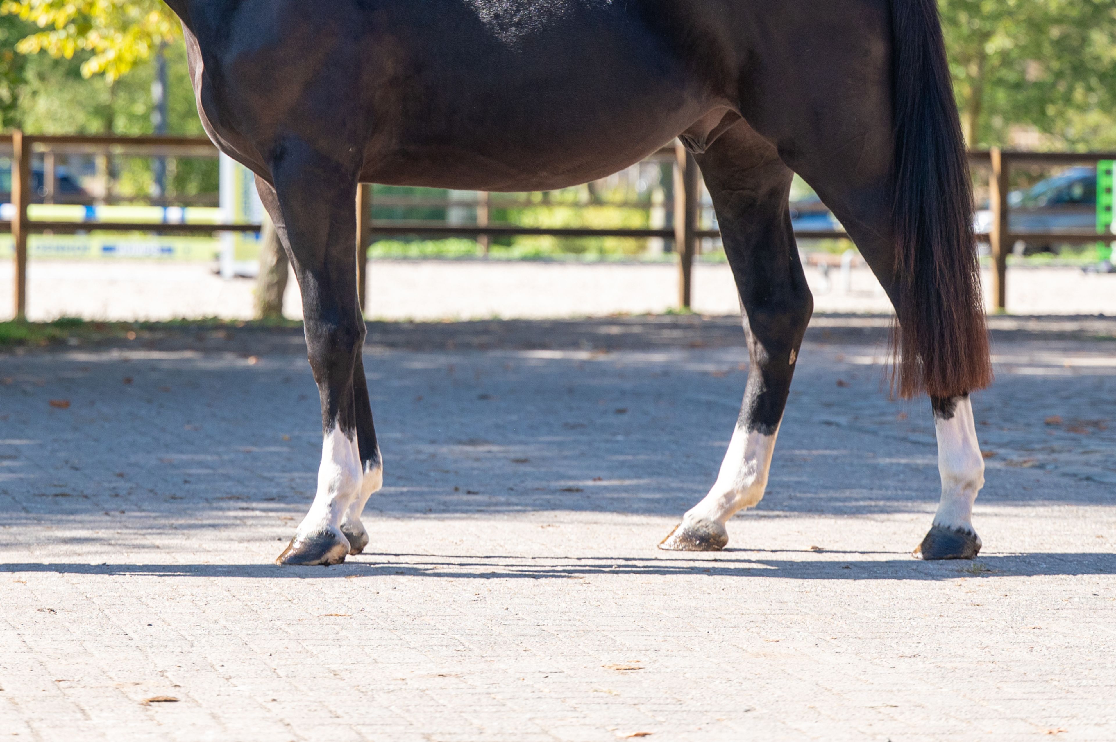 Rocco van Westzijde Z (ROCKYBO VH SCHAECK x GERLINUS) - Image 7