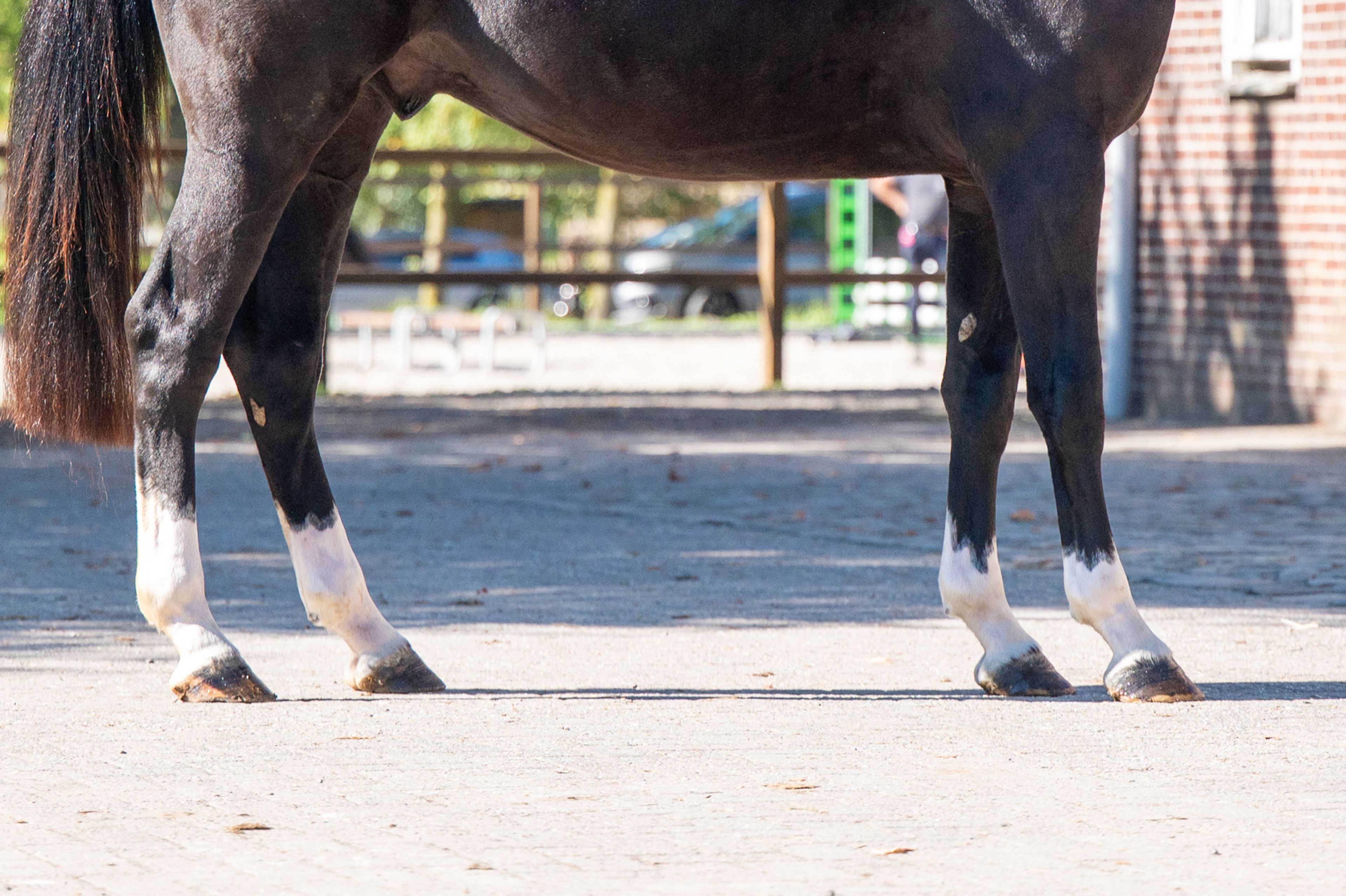 Rocco van Westzijde Z (ROCKYBO VH SCHAECK x GERLINUS) - Image 8