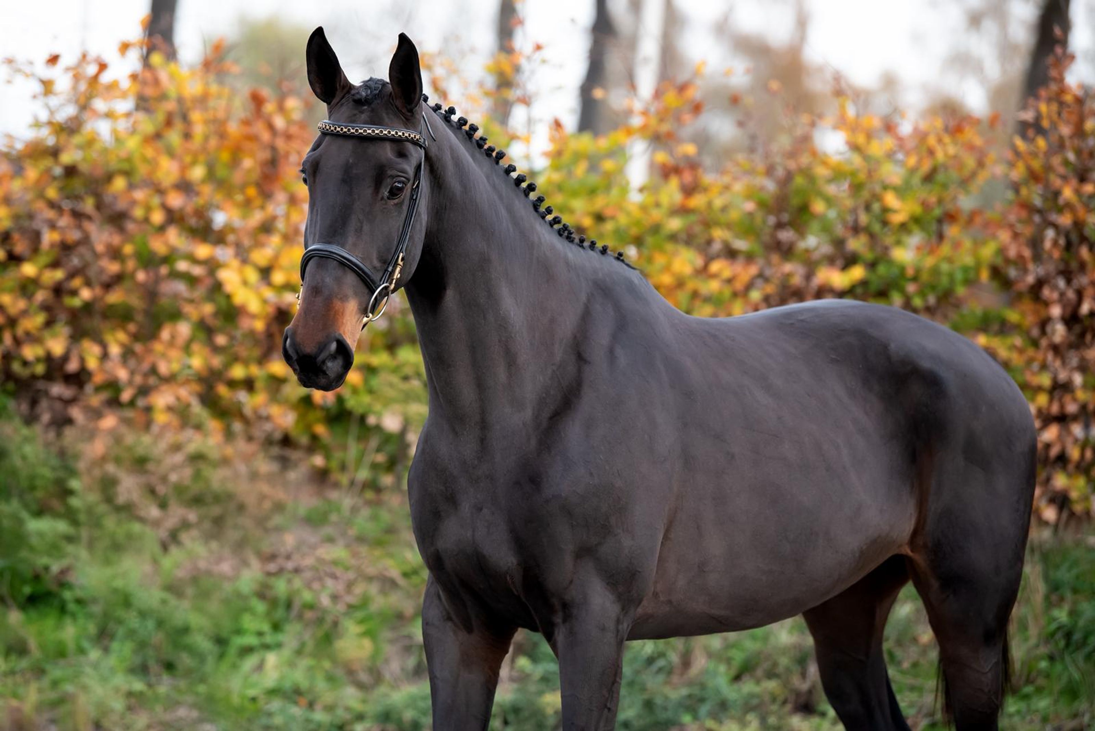 Elithya (EL BARONE 111 Z x HERMANTICO) - Image 1