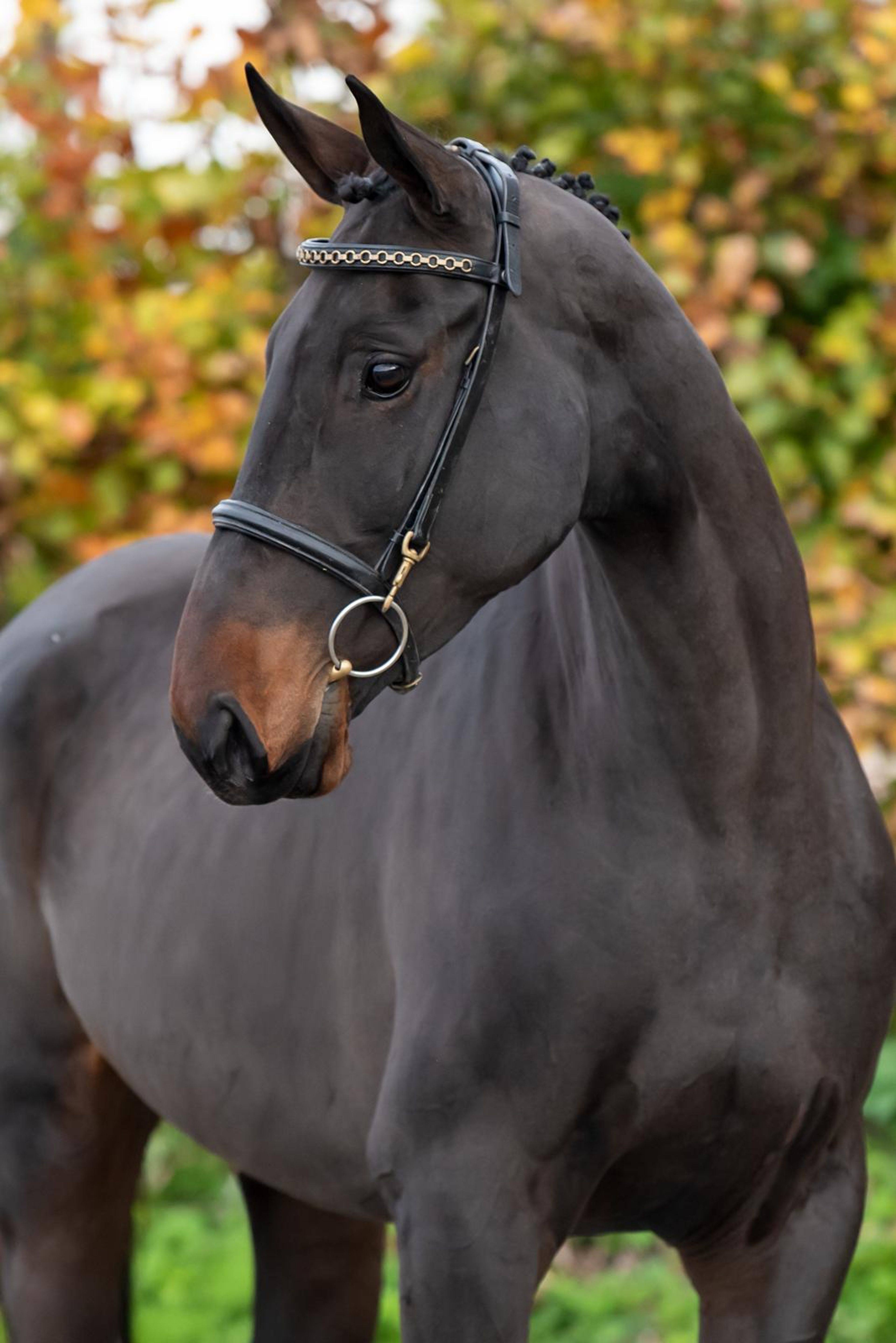 Elithya (EL BARONE 111 Z x HERMANTICO) - Image 2