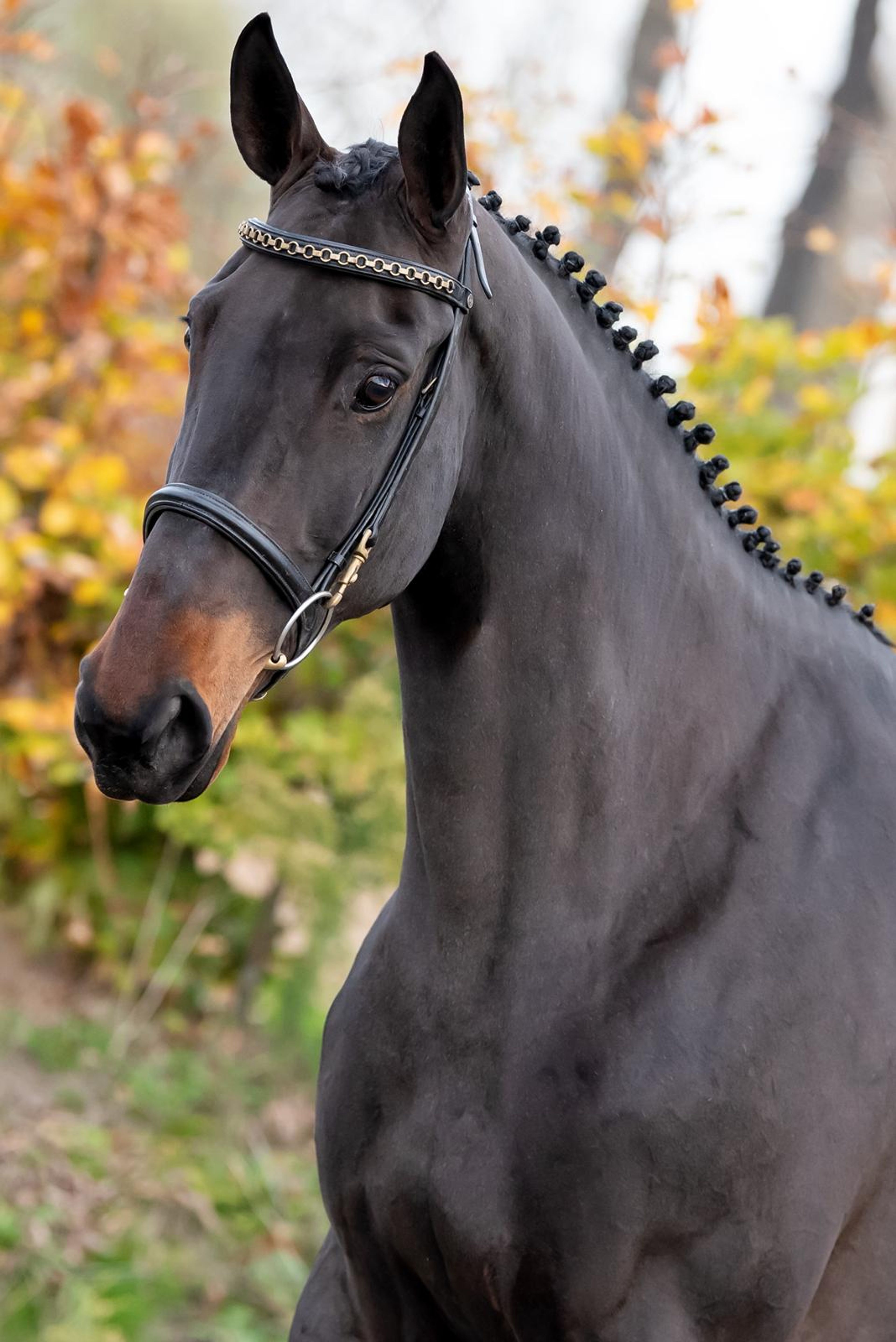 Elithya (EL BARONE 111 Z x HERMANTICO) - Image 4