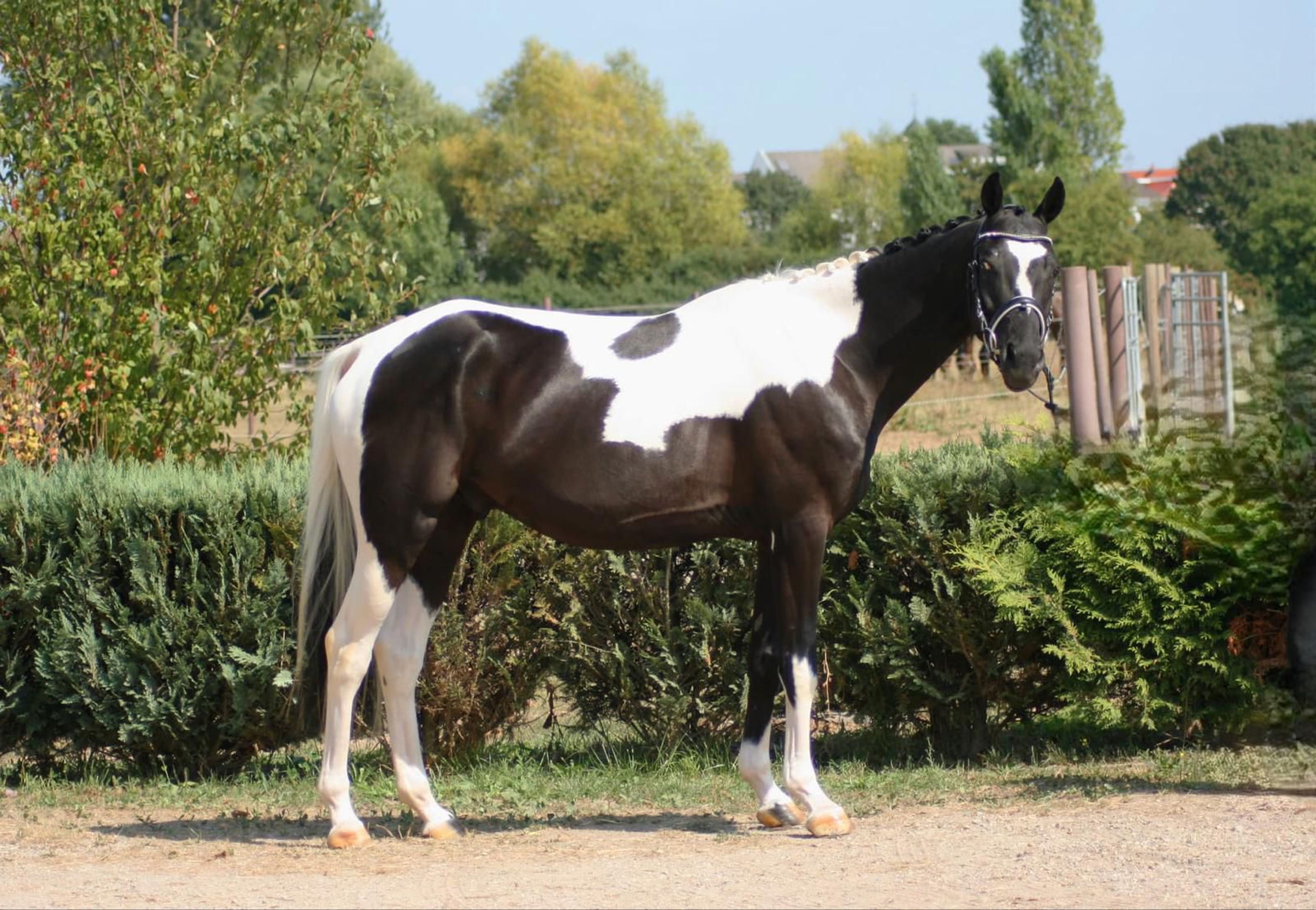 Eberhofer ☆ (DONAUBEND x ELVIS) - Image 9