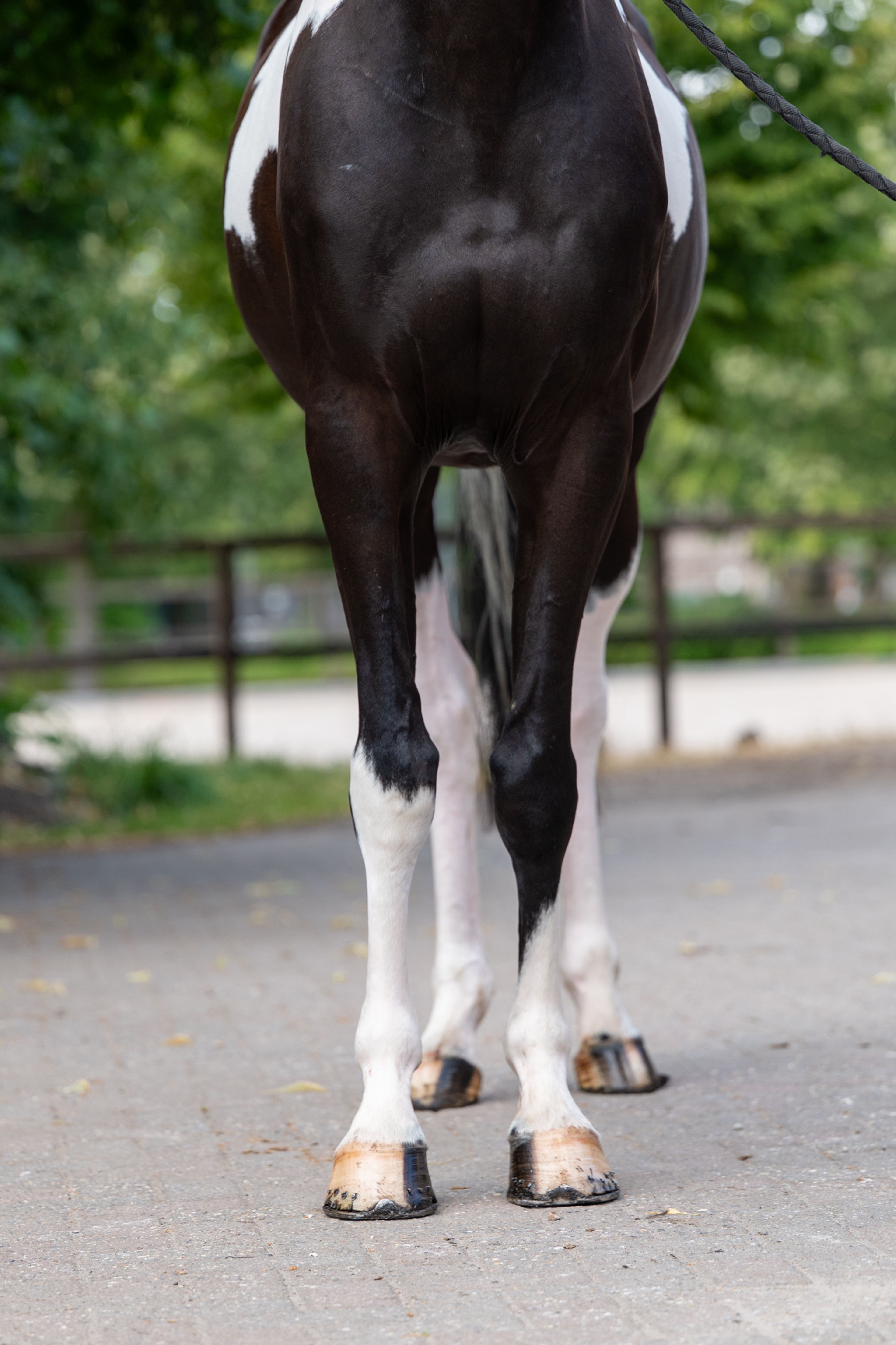 Eberhofer ☆ (DONAUBEND x ELVIS) - Image 10