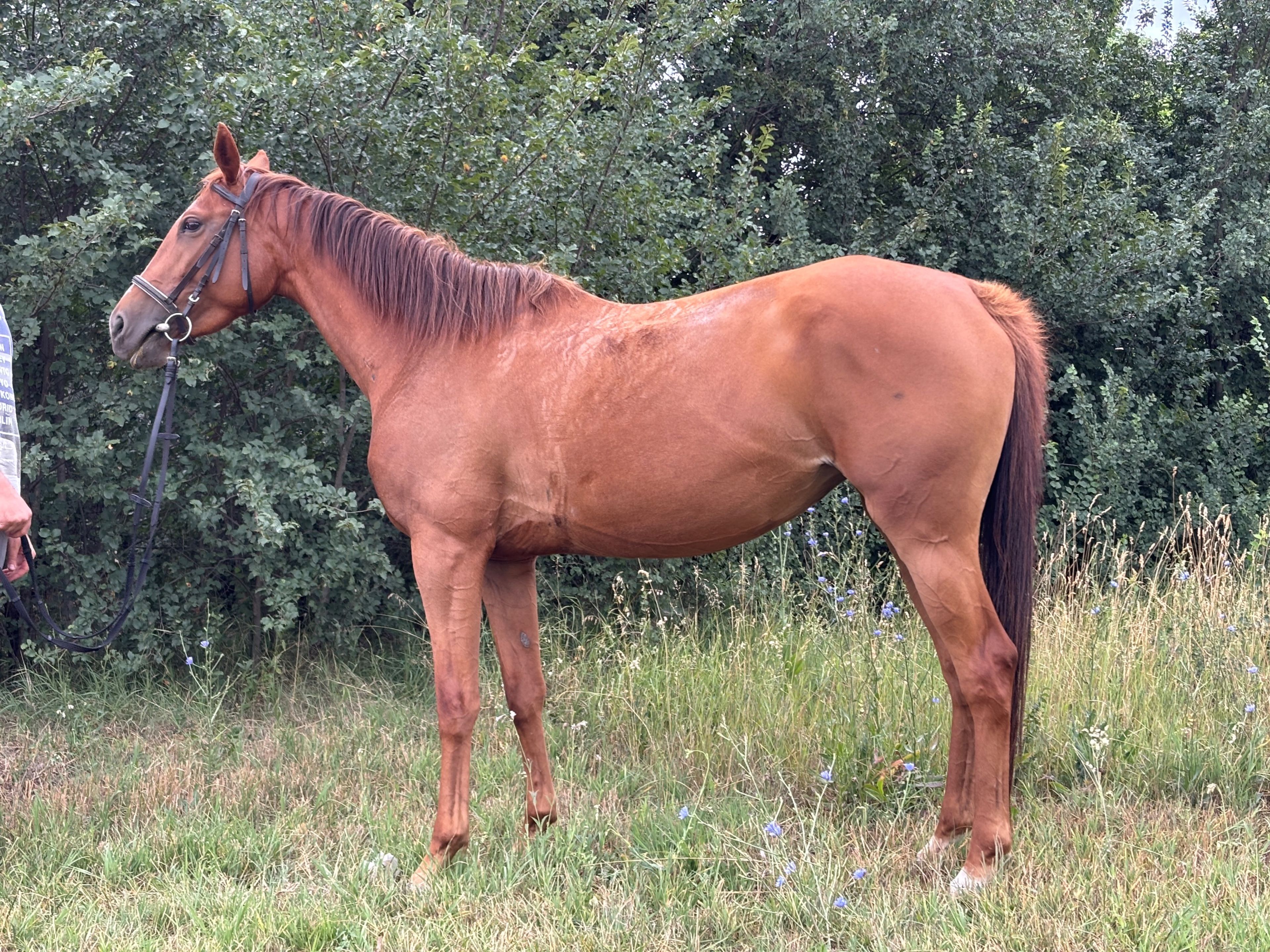 Sally - Image 2