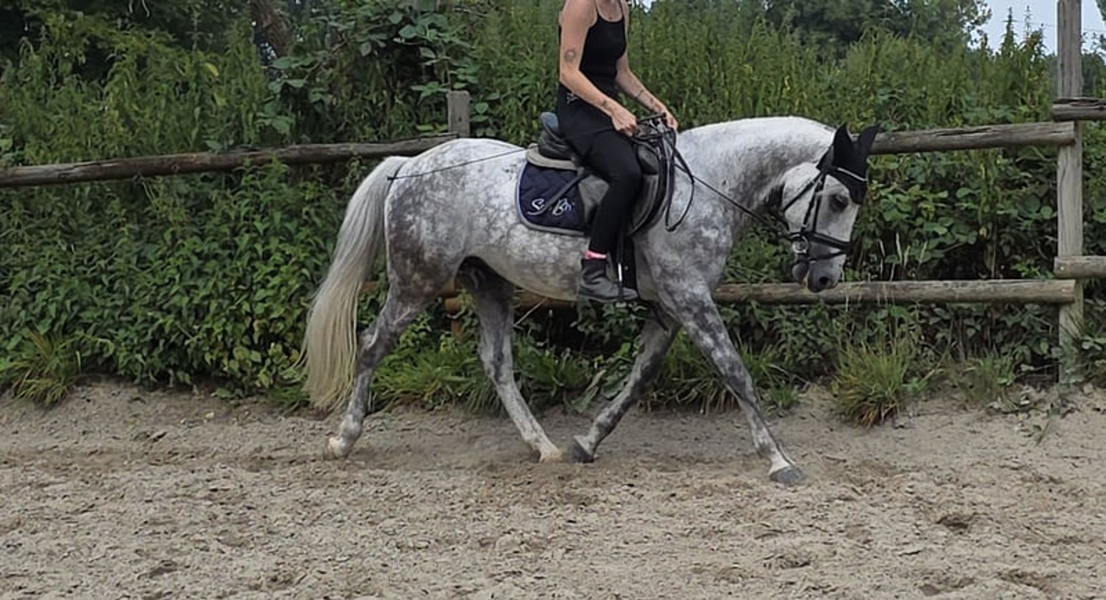 7-year-old family pony available for sale