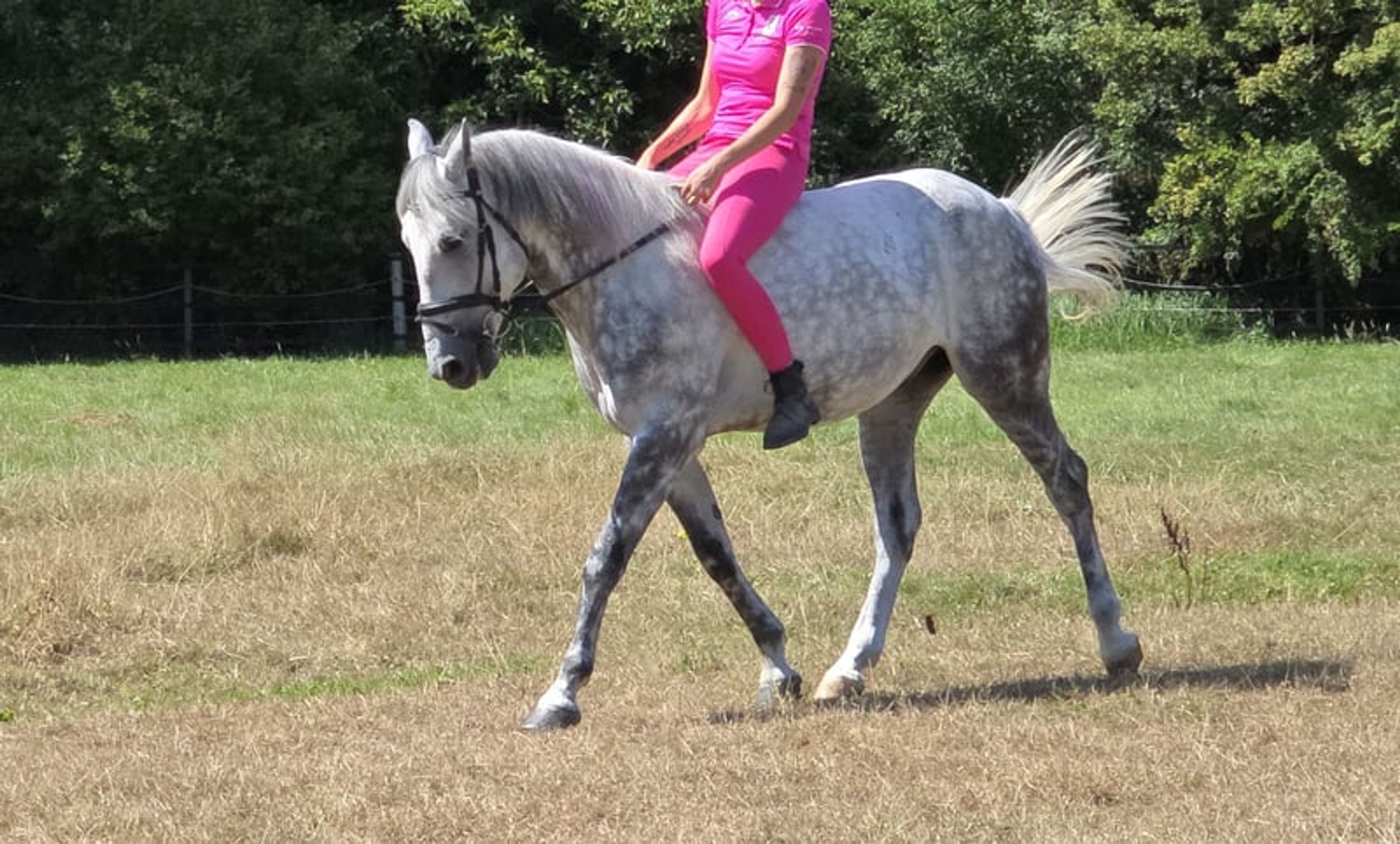 7-year-old family pony available for sale - Image 2