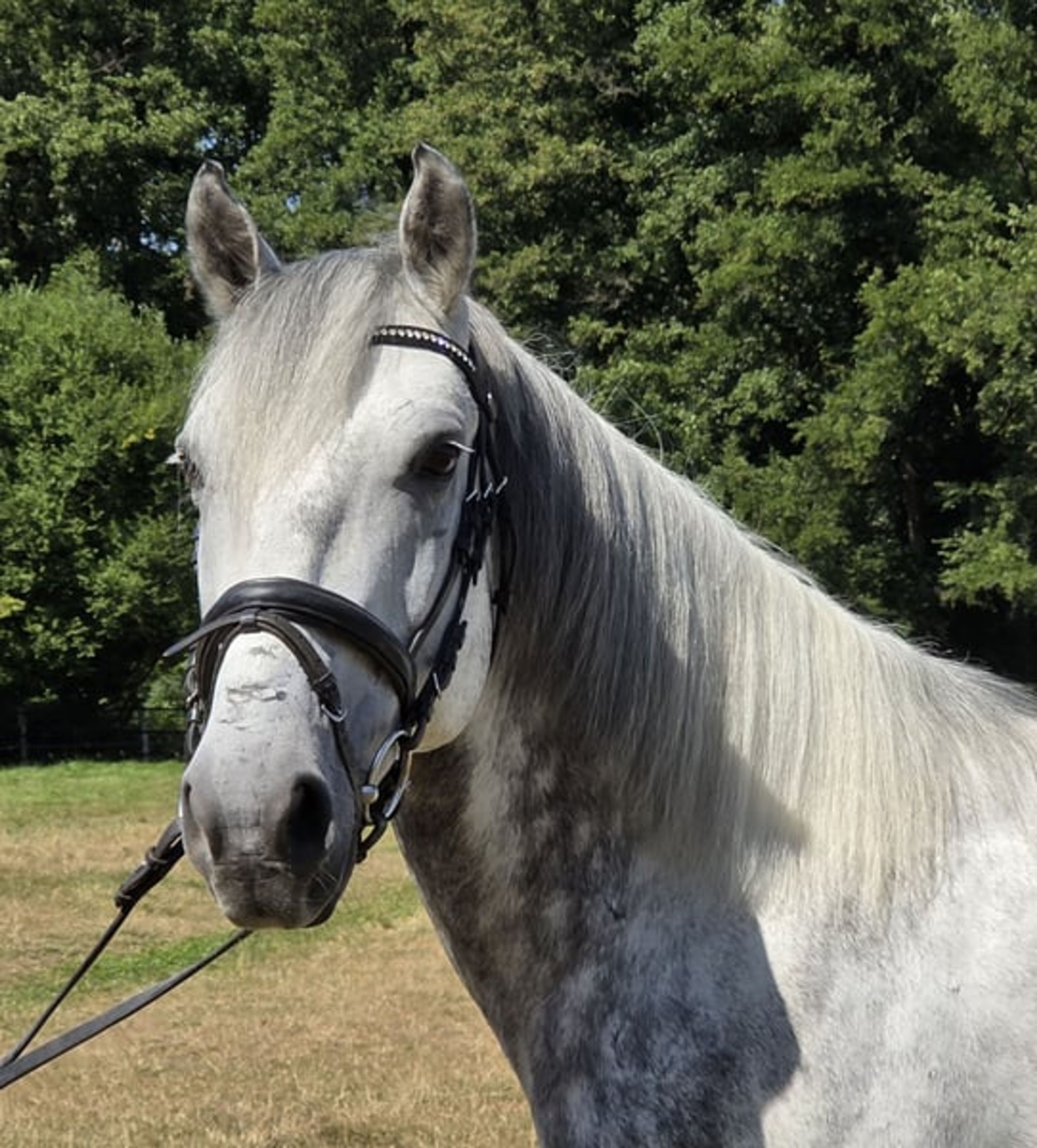 7-year-old family pony available for sale - Image 3