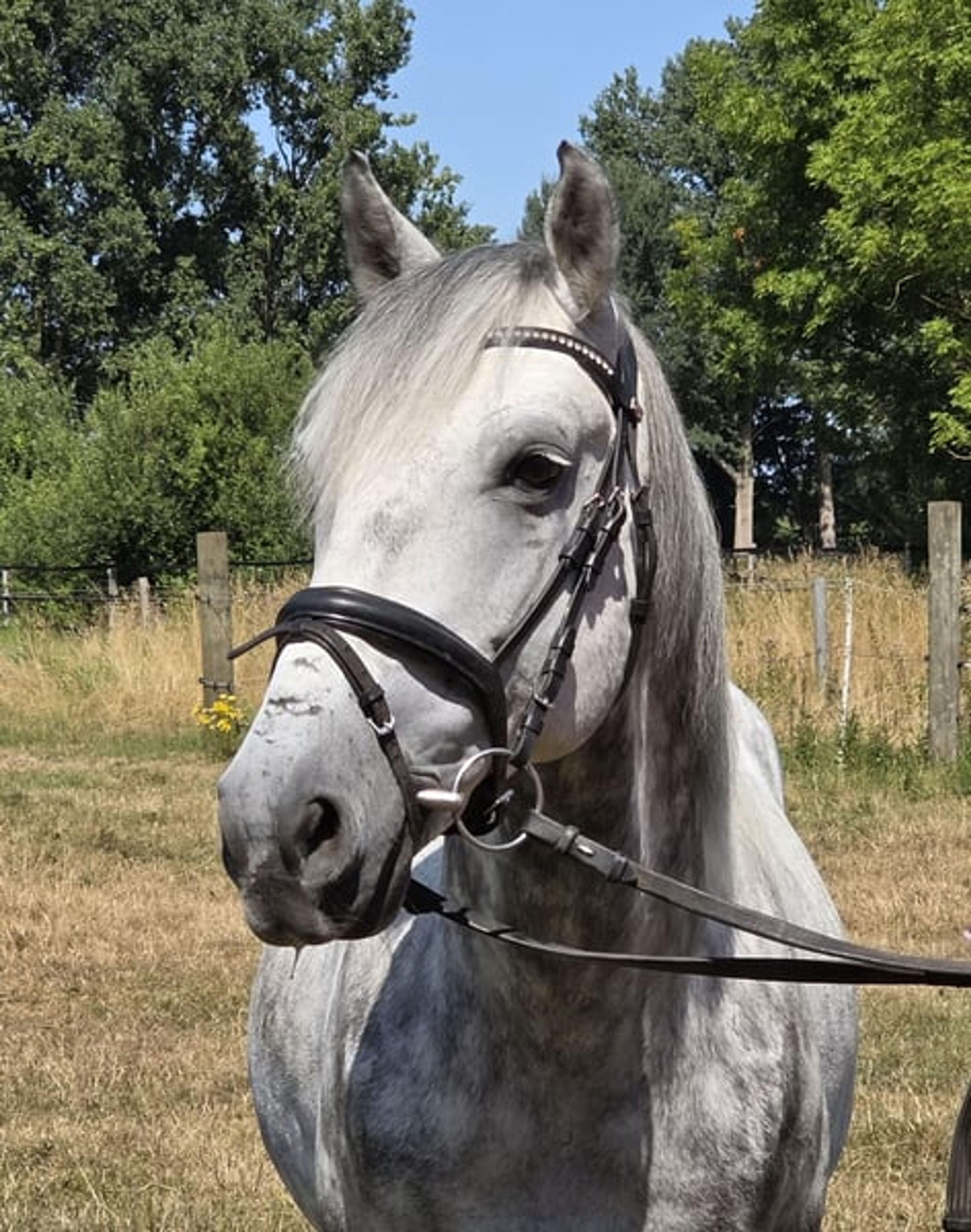 7-year-old family pony available for sale - Image 4