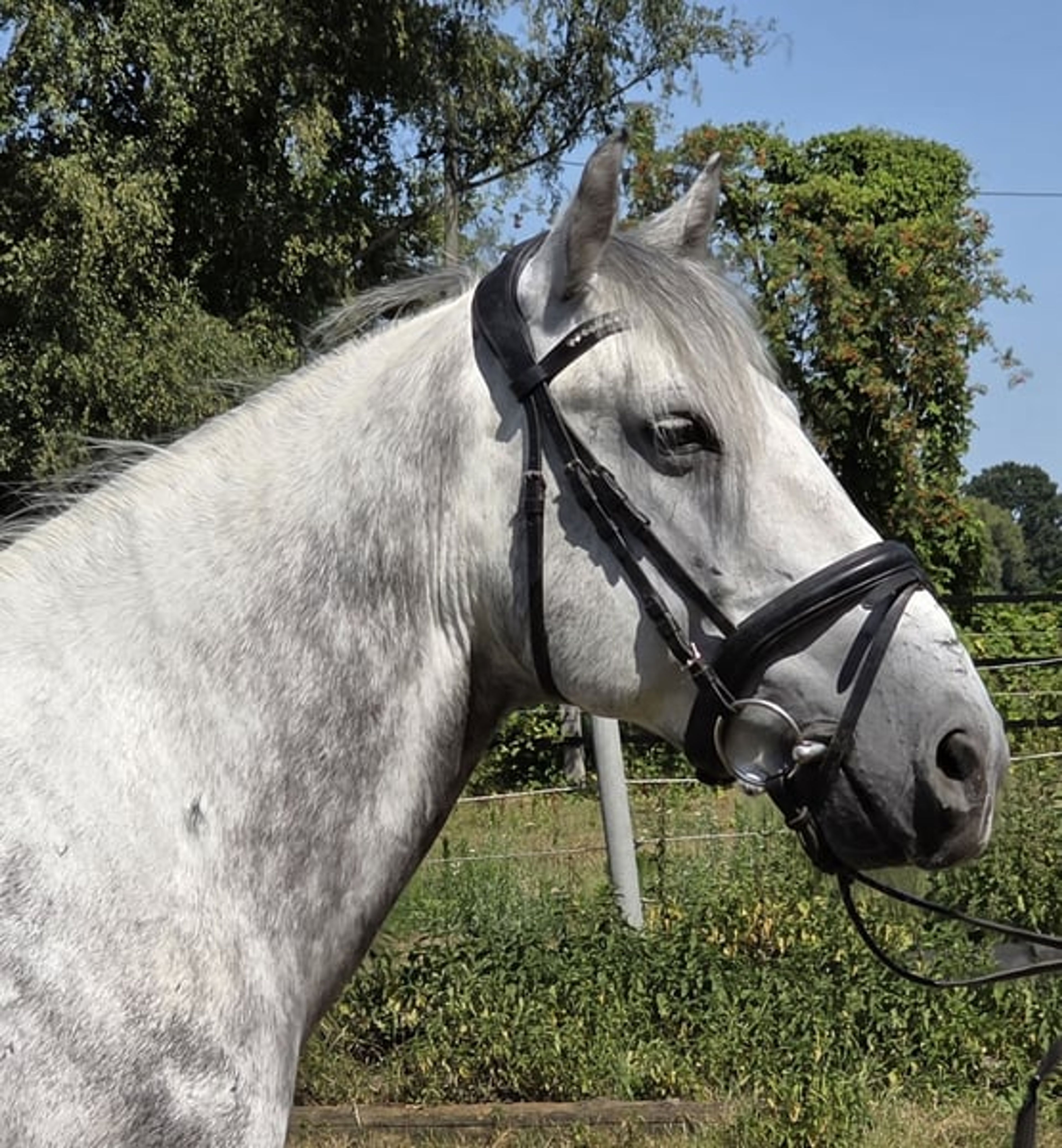 7-year-old family pony available for sale - Image 5