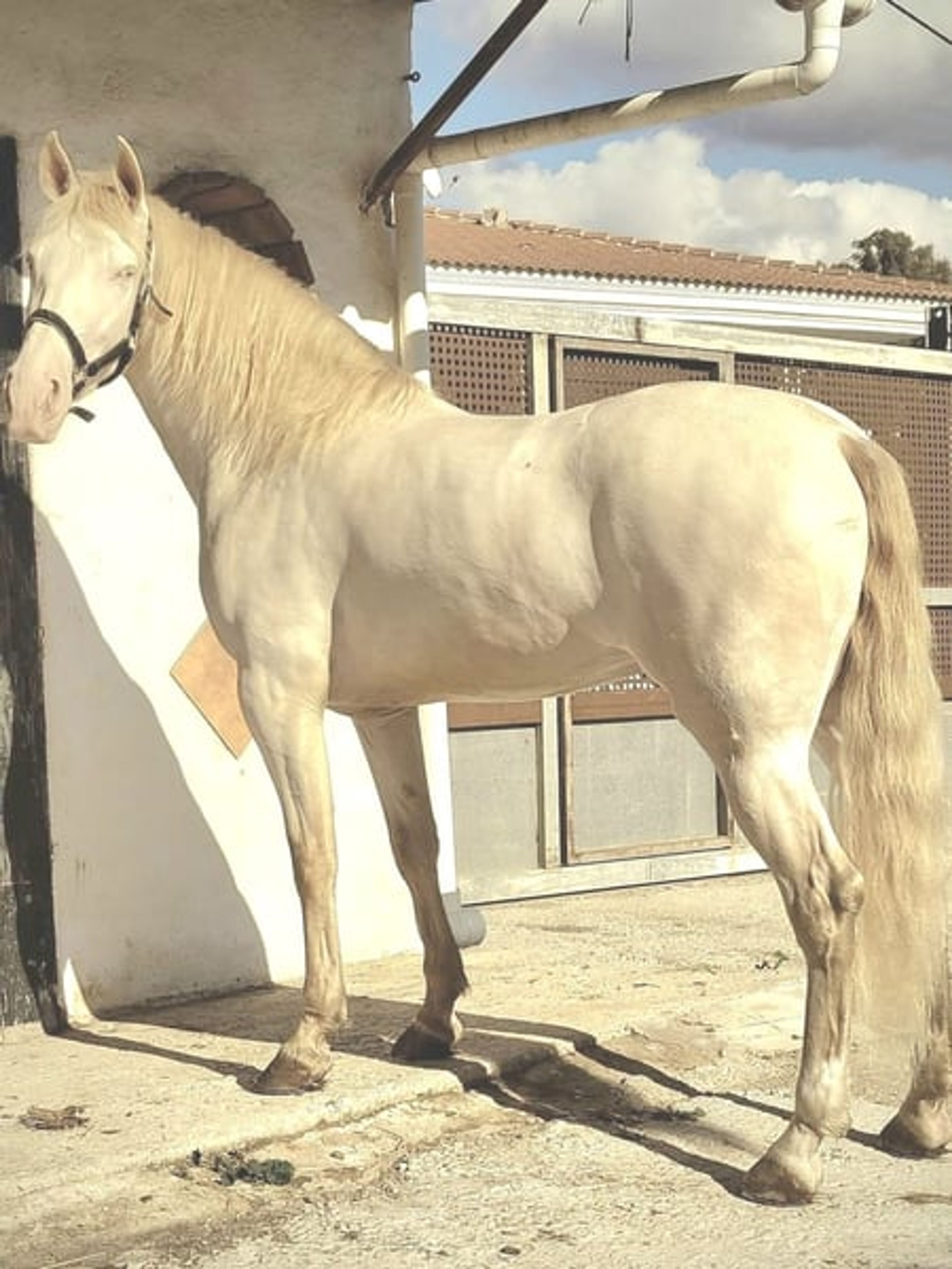 Perlina Mare (Purebred Spanish Horse)