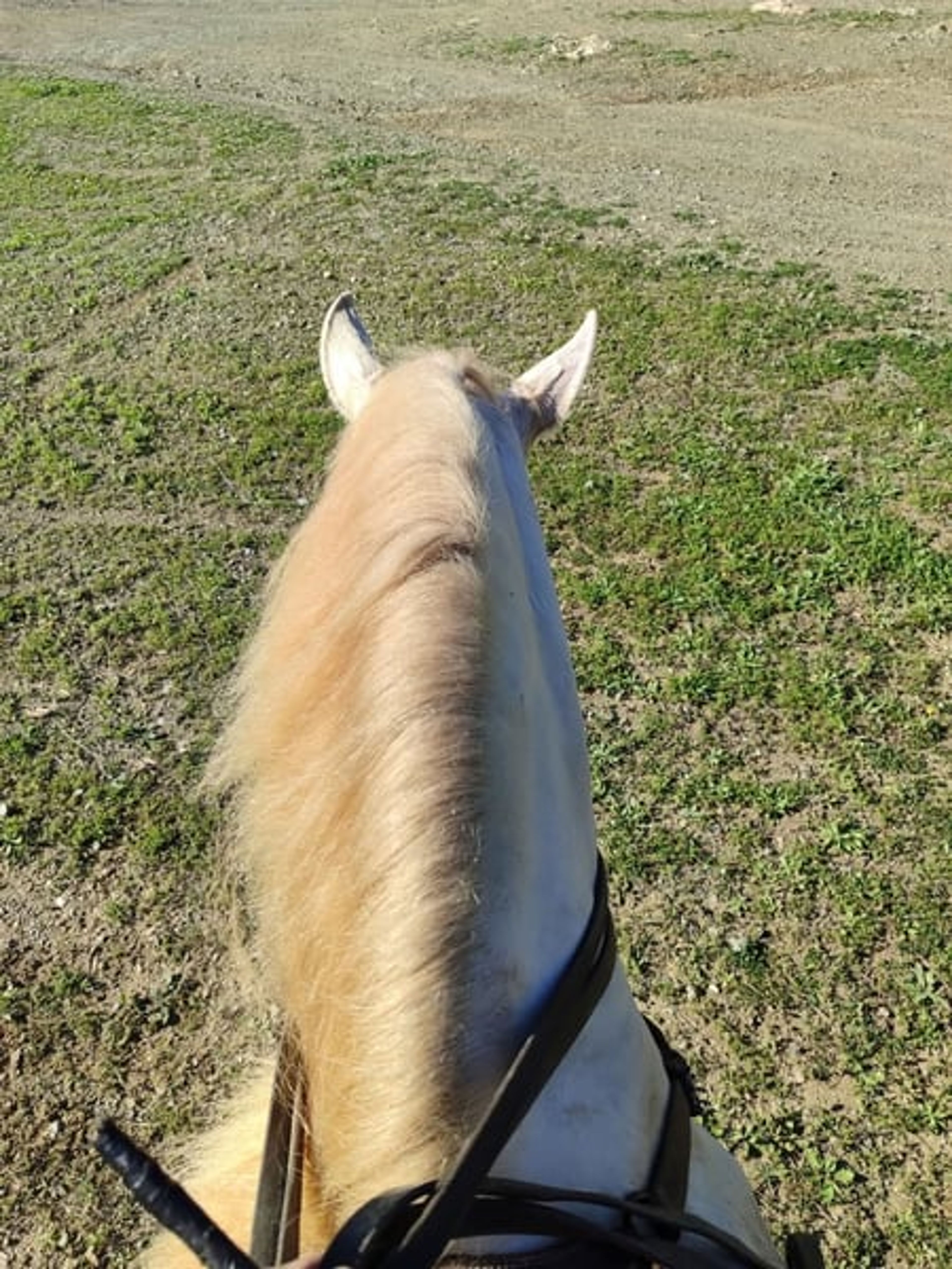 Perlina Mare (Purebred Spanish Horse) - Image 2