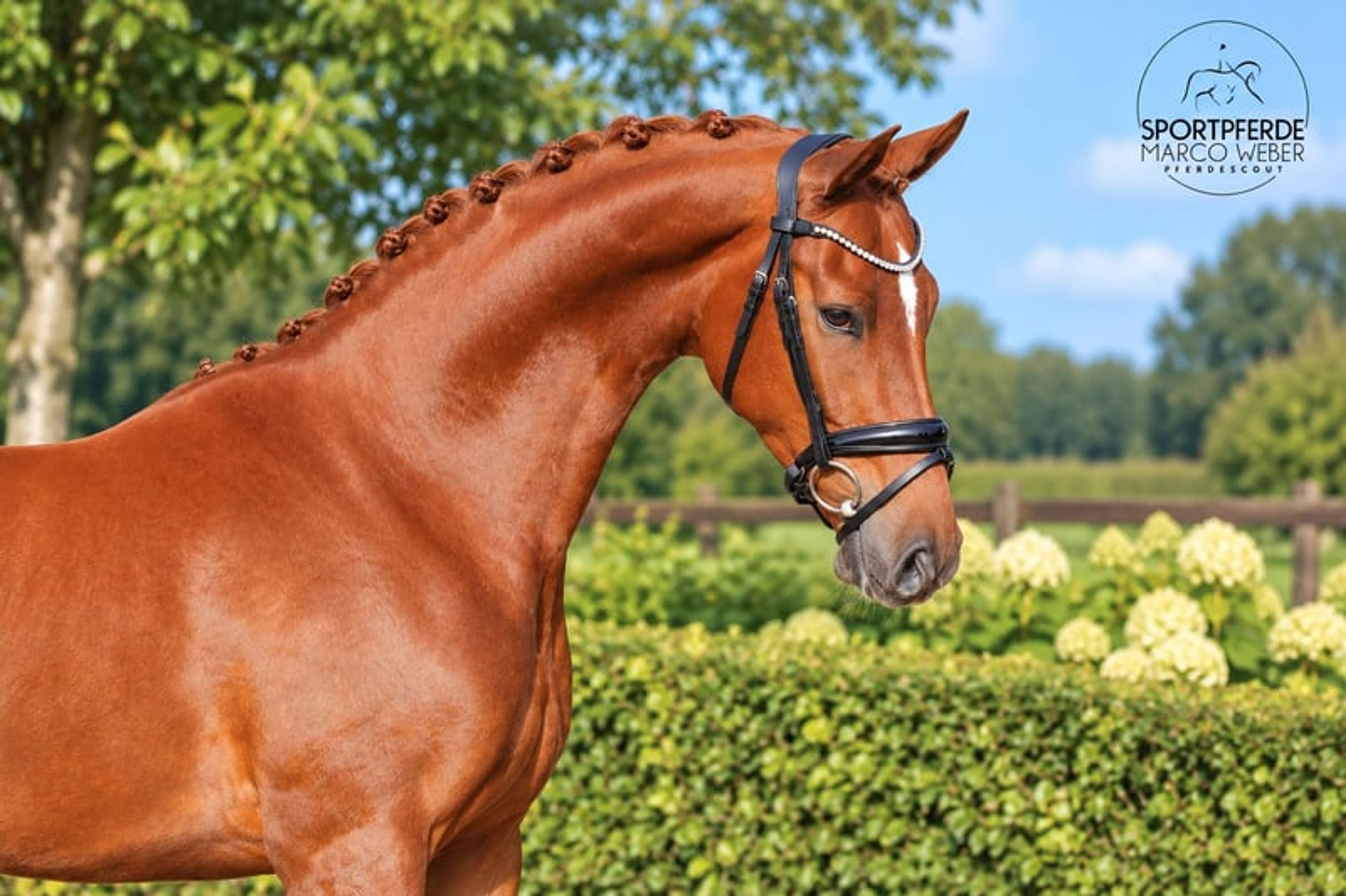 Beautiful dark chestnut horse