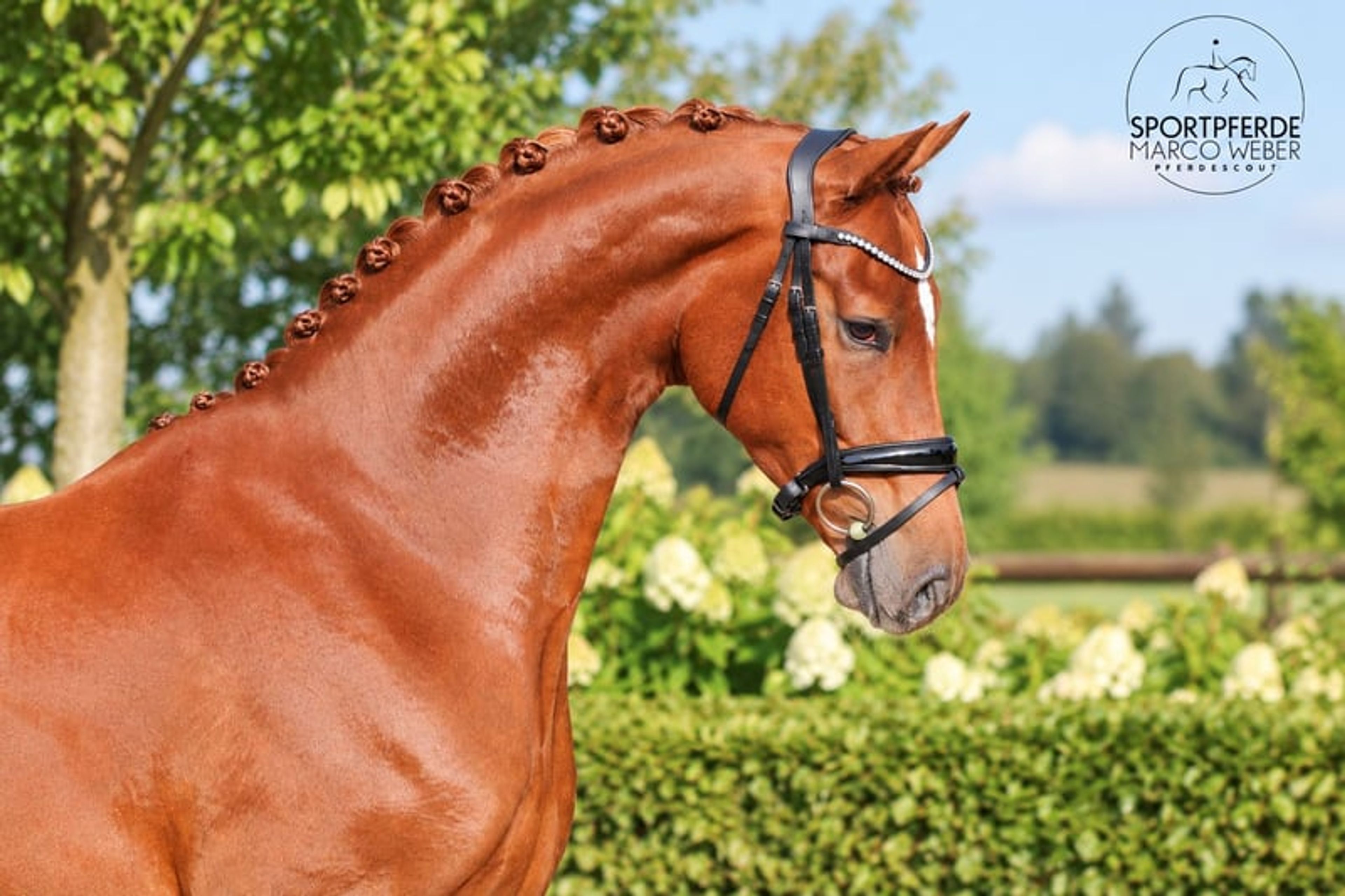 Beautiful dark chestnut horse - Image 2