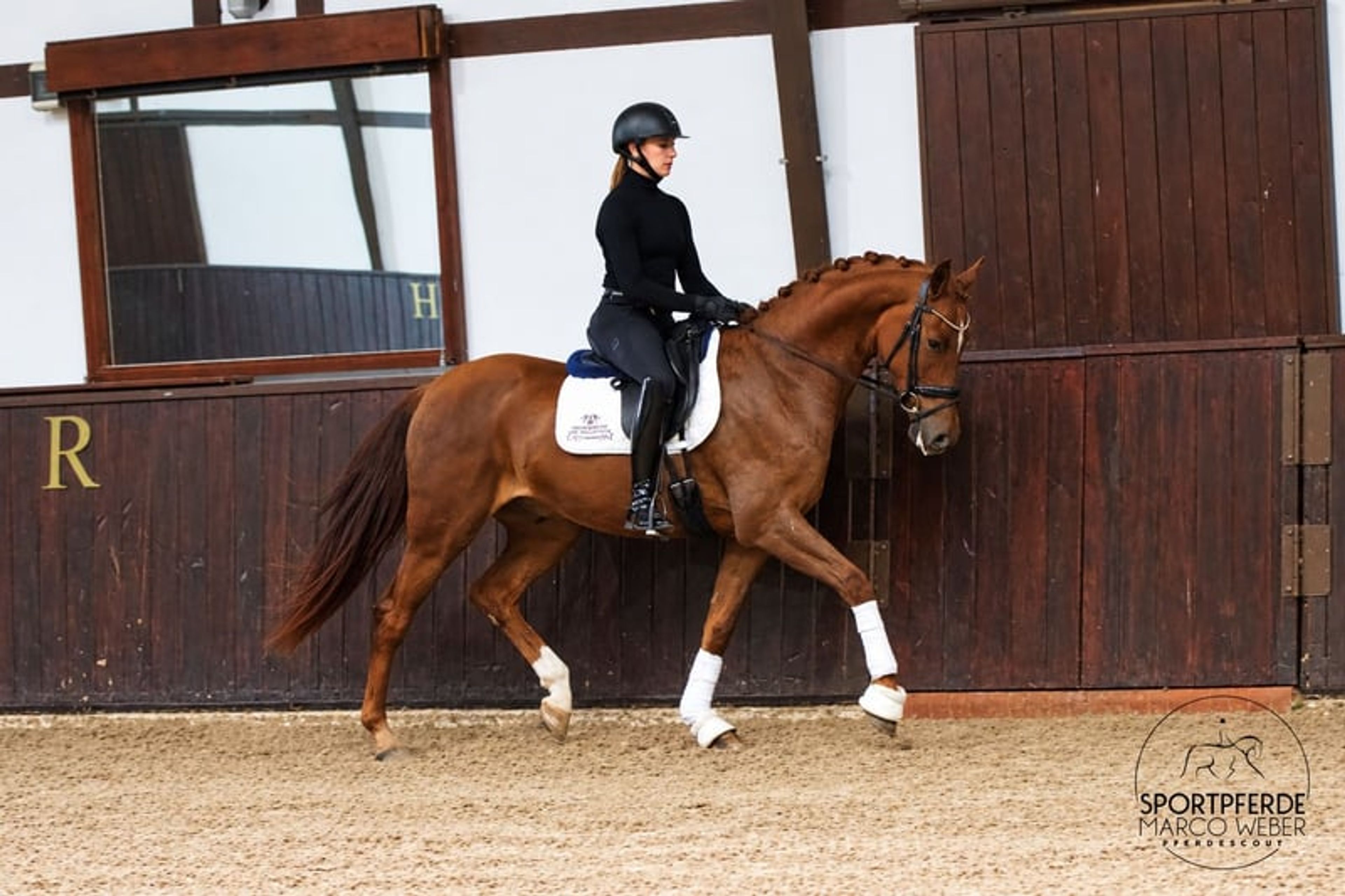 Beautiful dark chestnut horse - Image 3