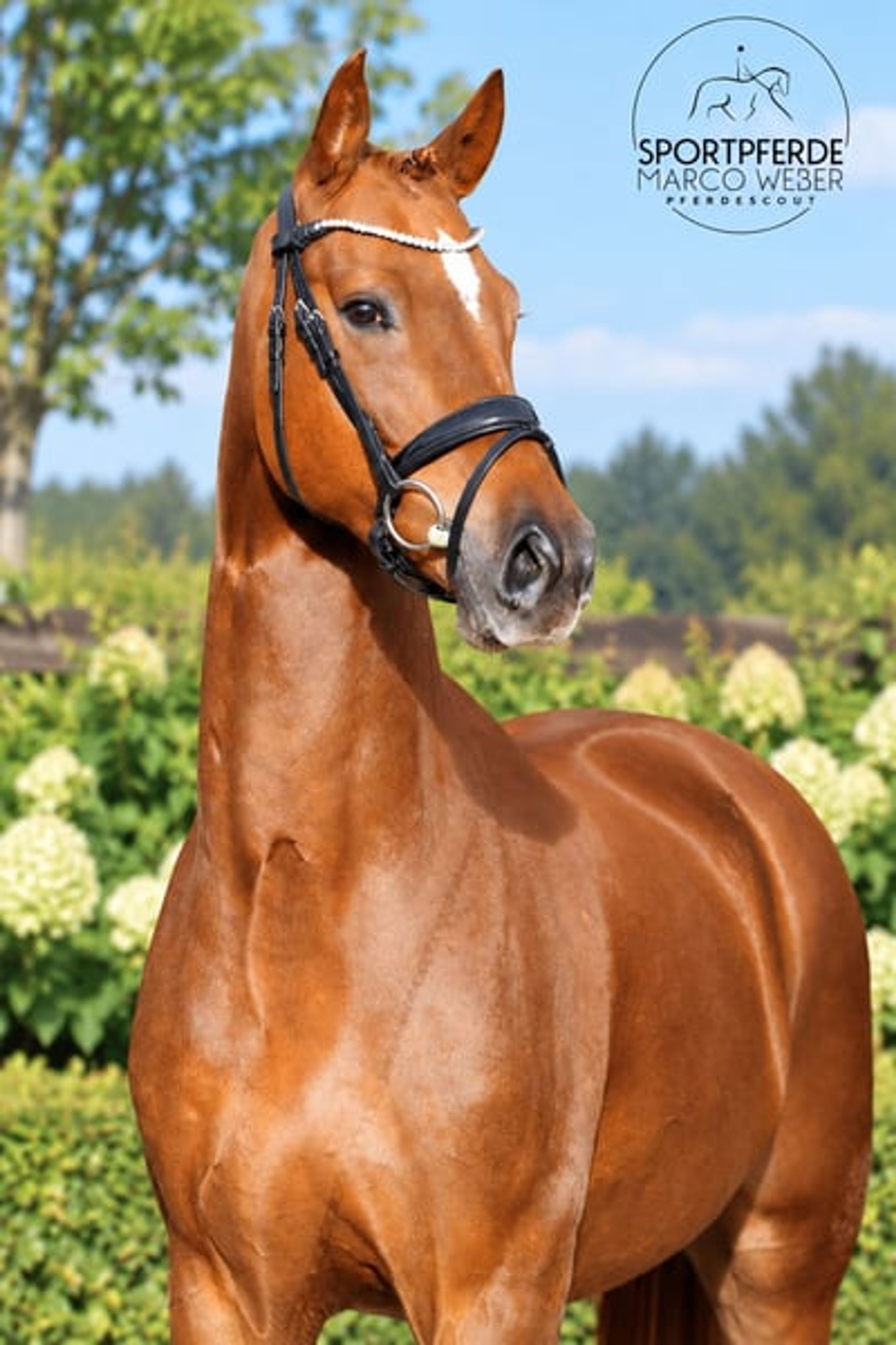 Beautiful dark chestnut horse - Image 4