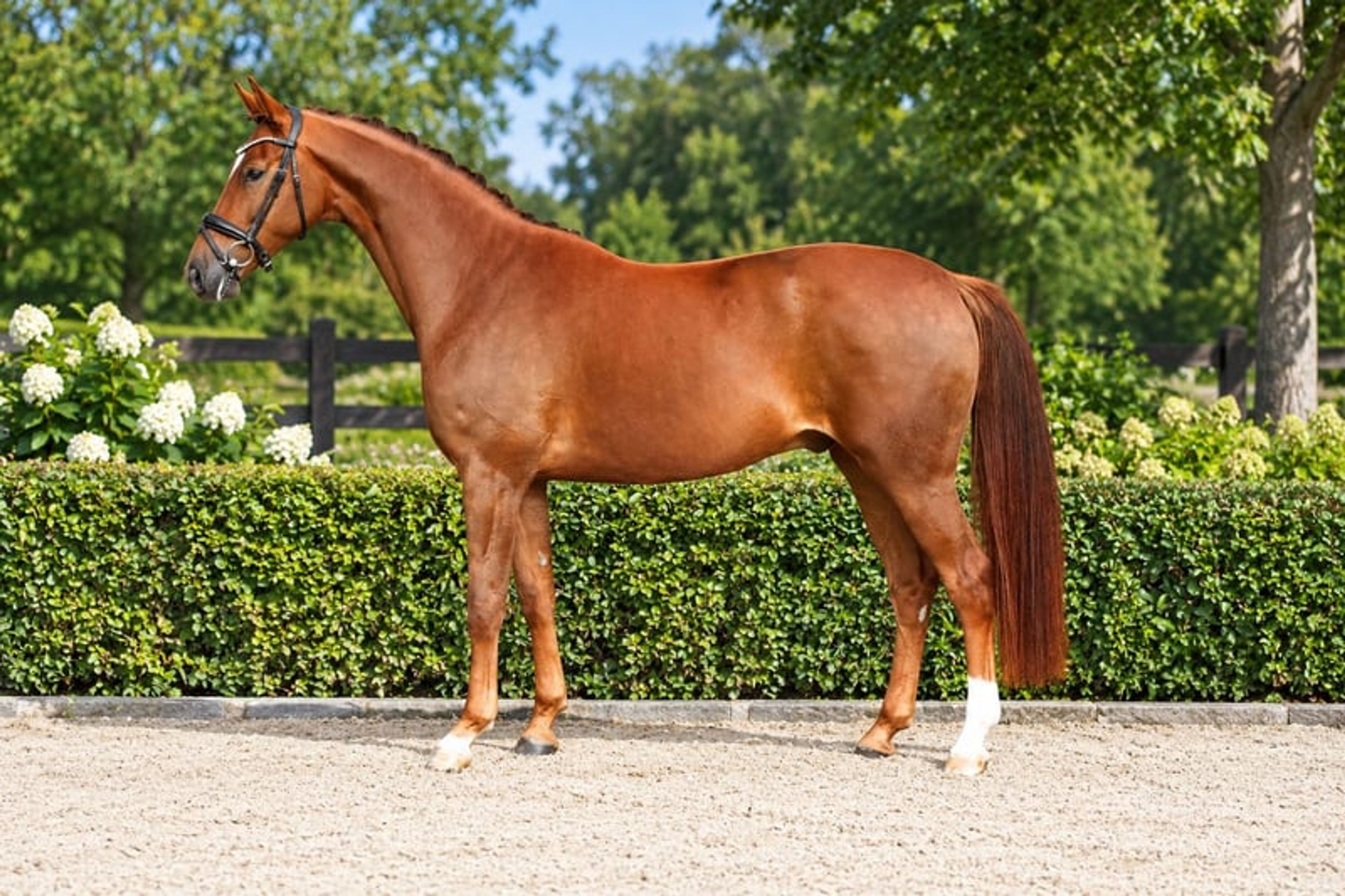 Beautiful dark chestnut horse - Image 5