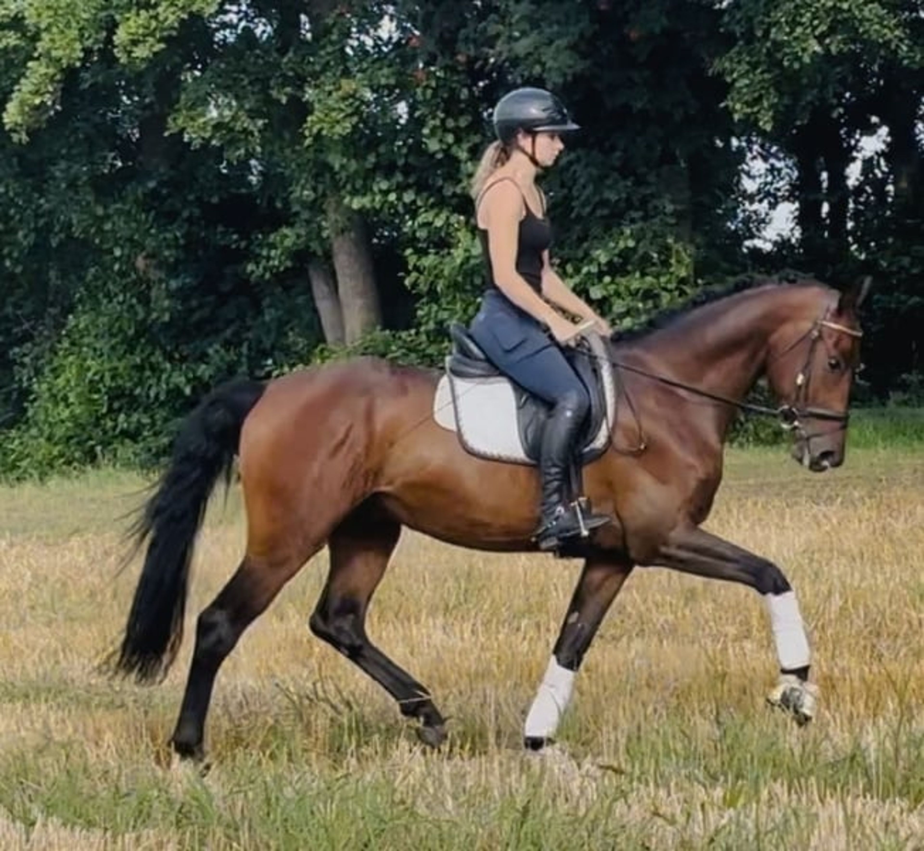 Dynamic Dream for Dressage