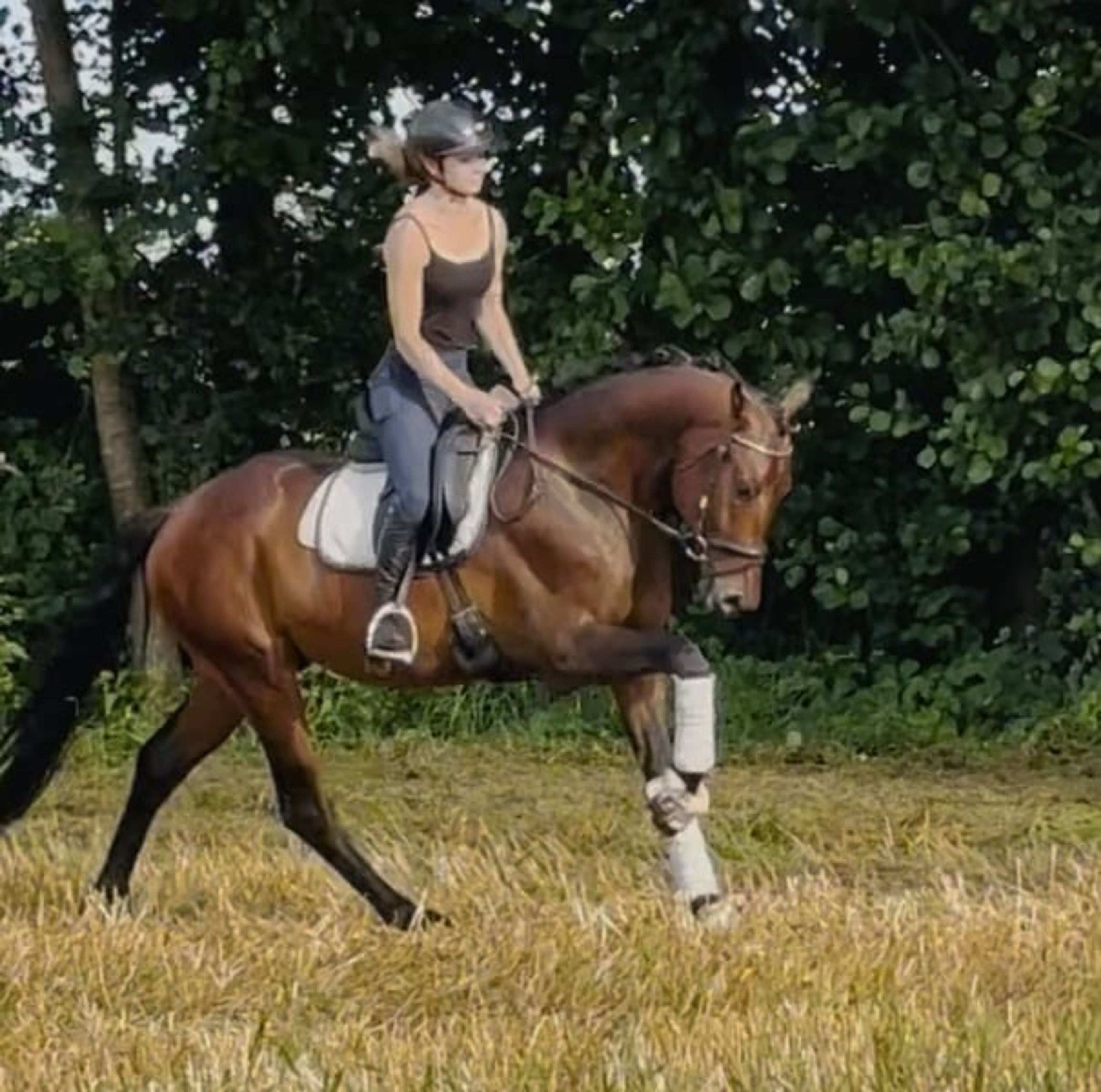 Dynamic Dream for Dressage - Image 2